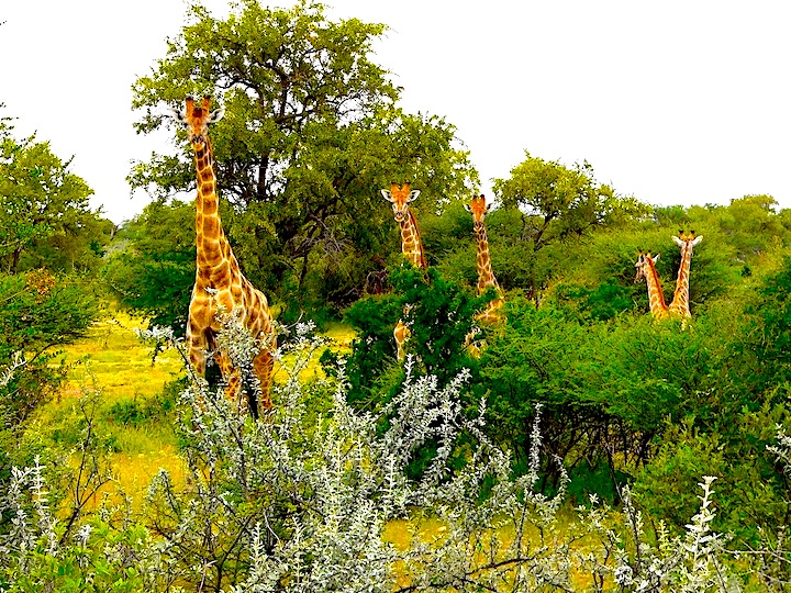 golden giraffe Kalahari 2 copy.jpg