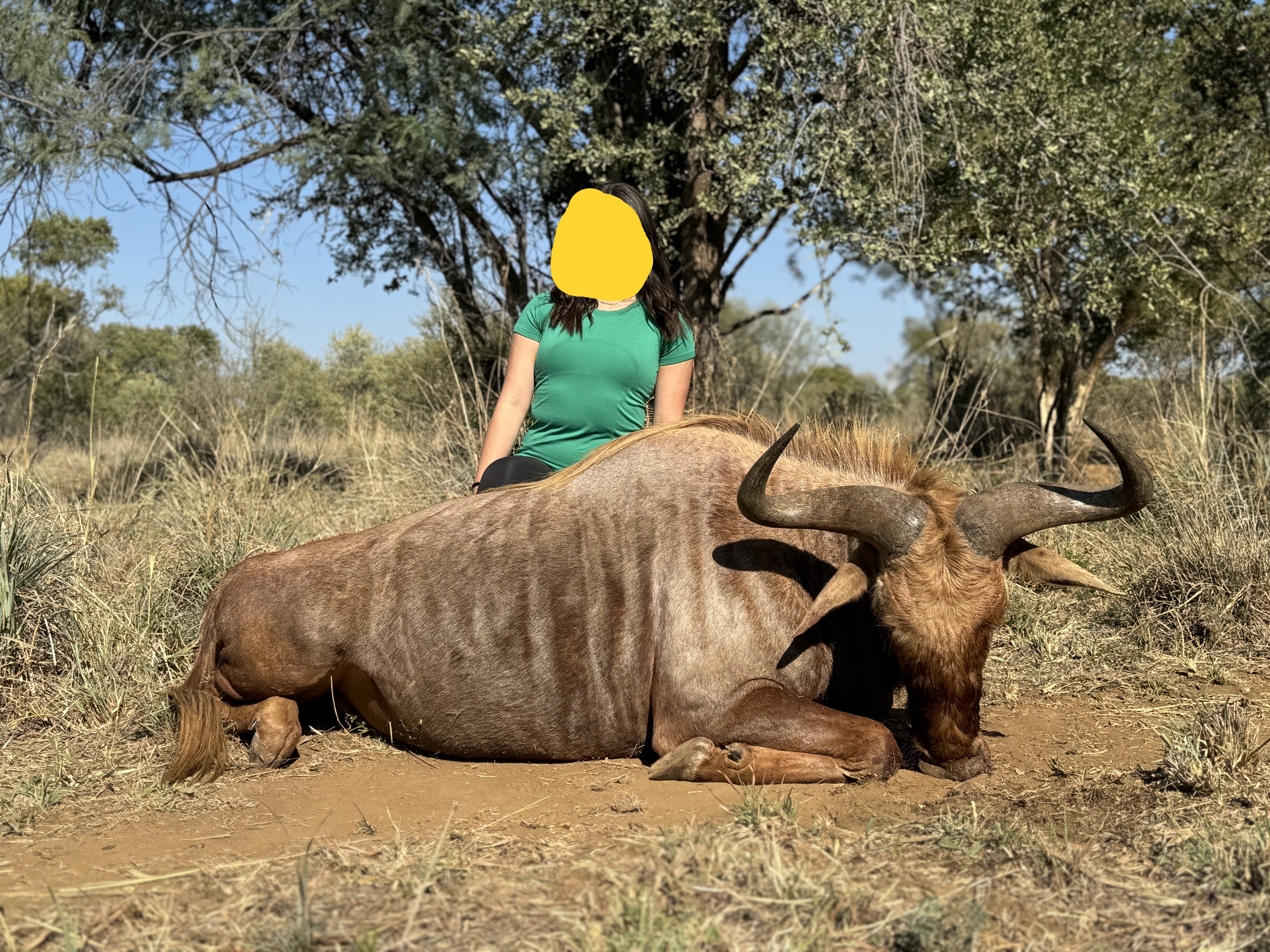 Golden wildebeest.jpg