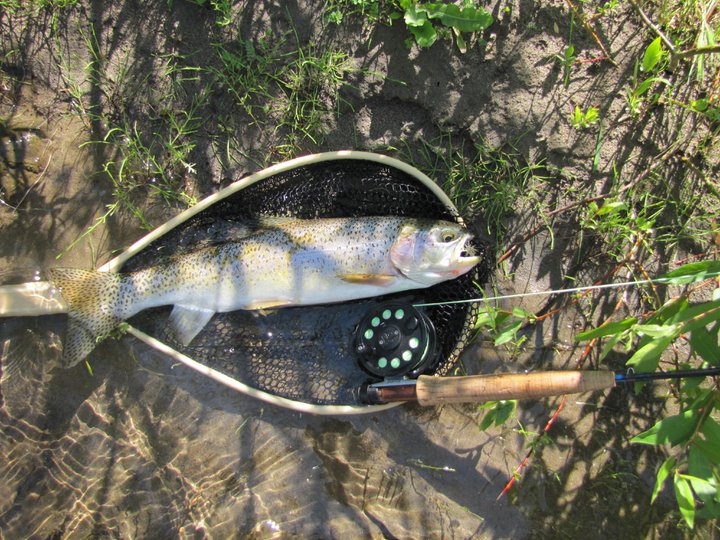 Grayling Creek Rainbow.jpg