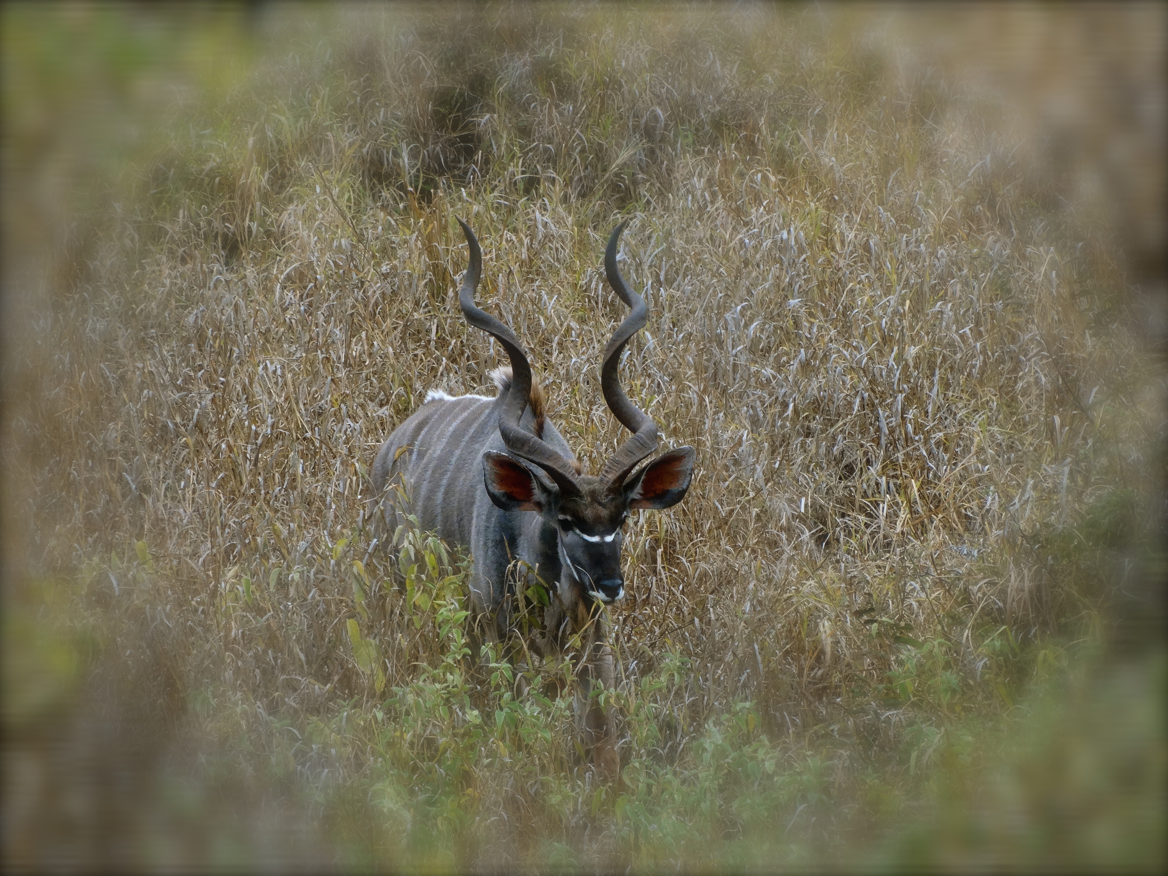 greater kudu.JPG