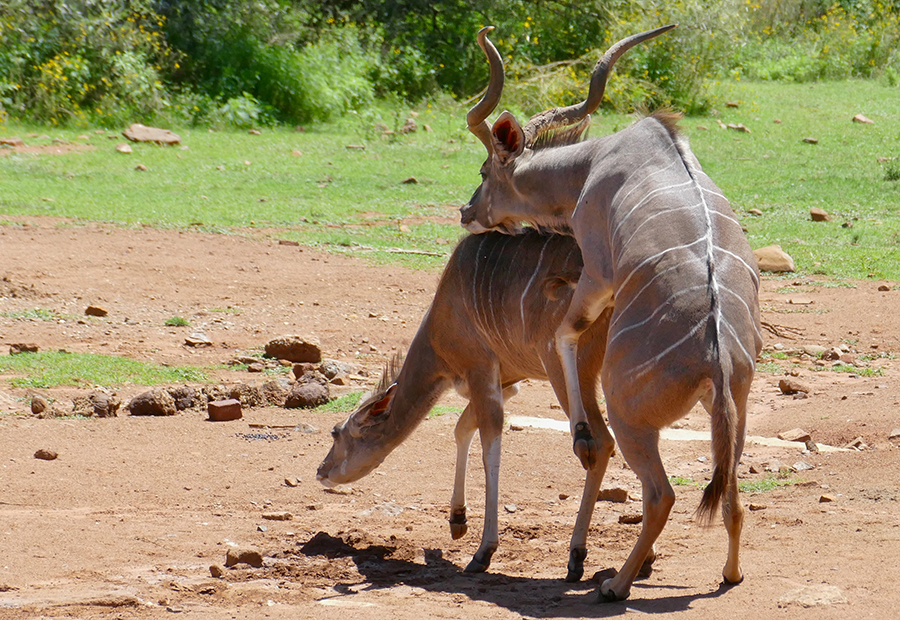 Greater_Kudus_(Tragelaphus_strepsiceros)_mating_attempt_..._(52912756332).jpg