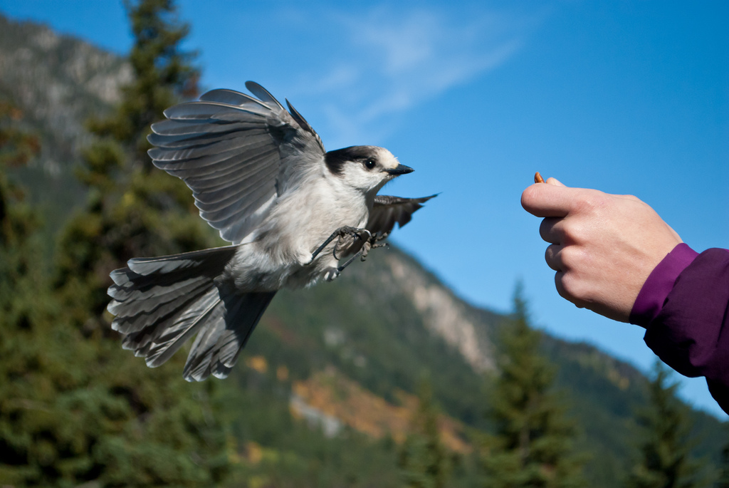 Grey Jay.jpg