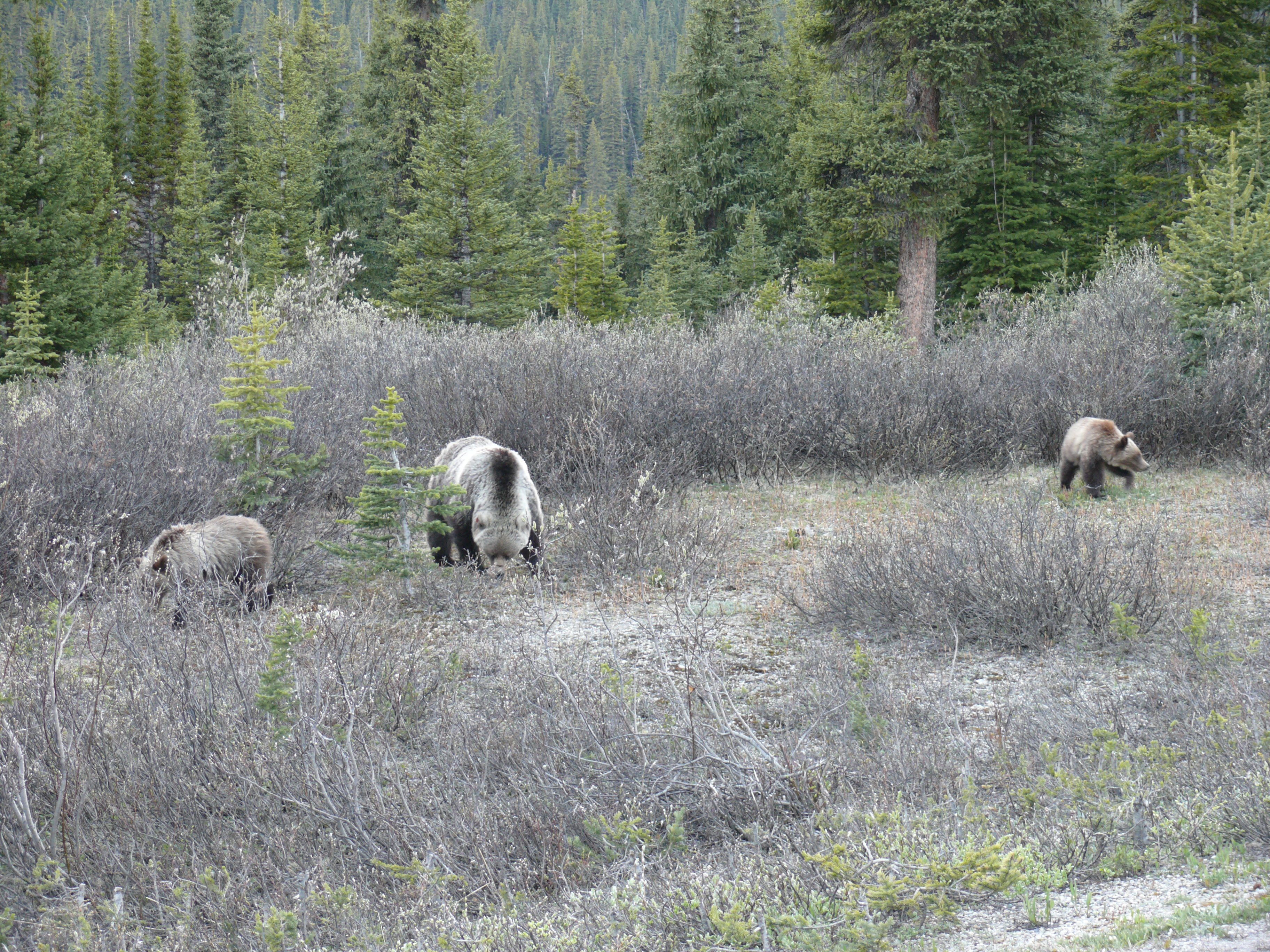 Grizzly female & cubs.JPG