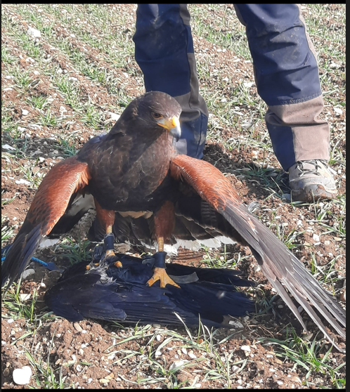 Harris Hawk mantelt.png