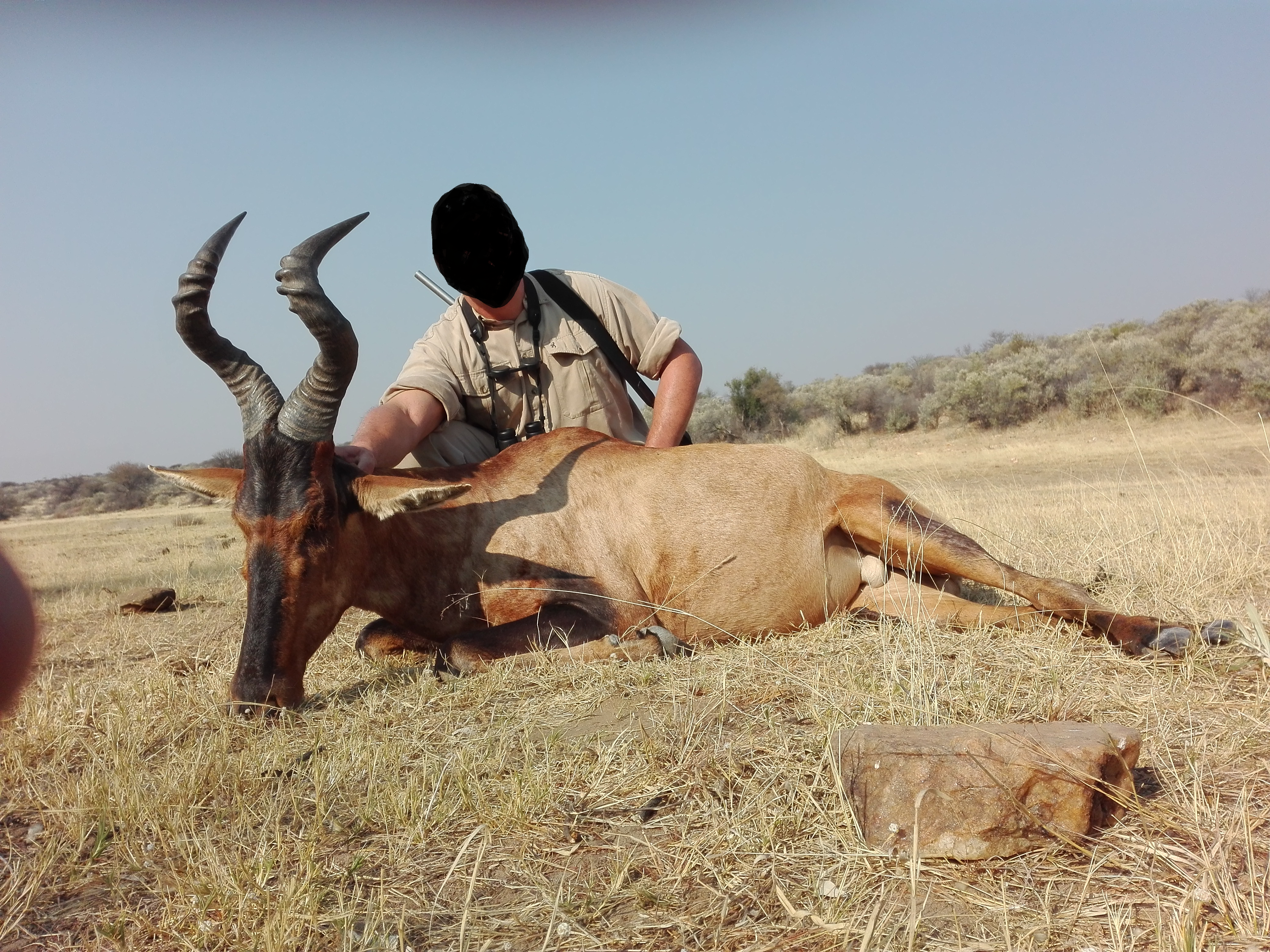 Hartebeest.png