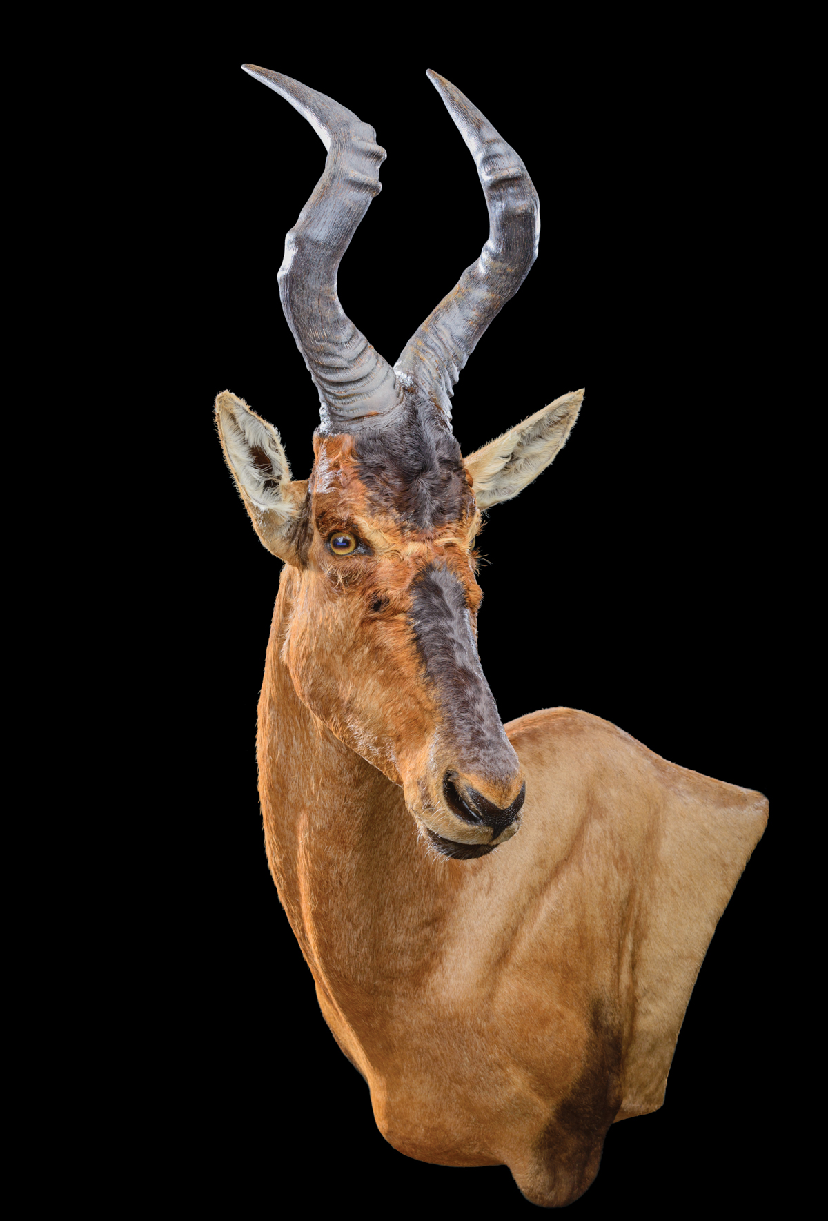 Hartebeest-Red-Wall-Ped-110°-LEFT-dd-276.jpg