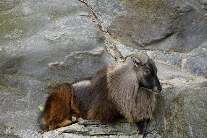 himalayan-tahr.jpg