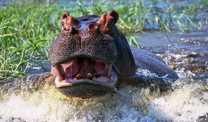 hippo charge.jpg