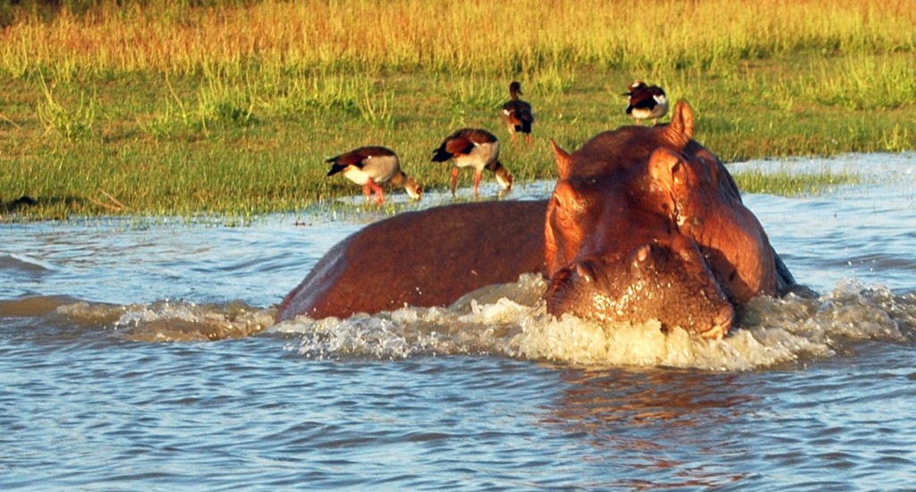 Hippo-prepares-to-charge-at-Selous-Game-Preserve-1024x550.jpg