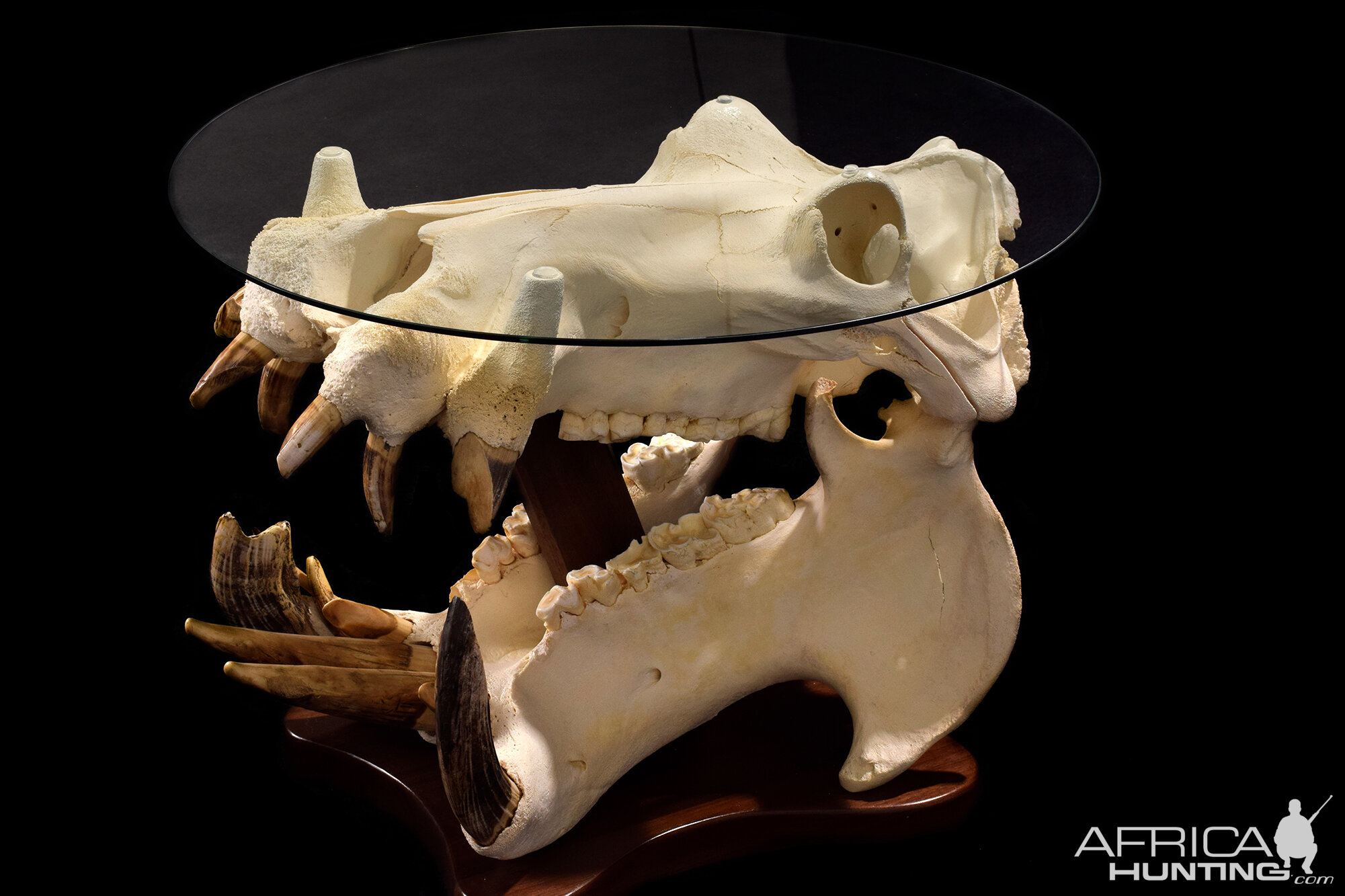 Hippo Skull Table_Web.jpg