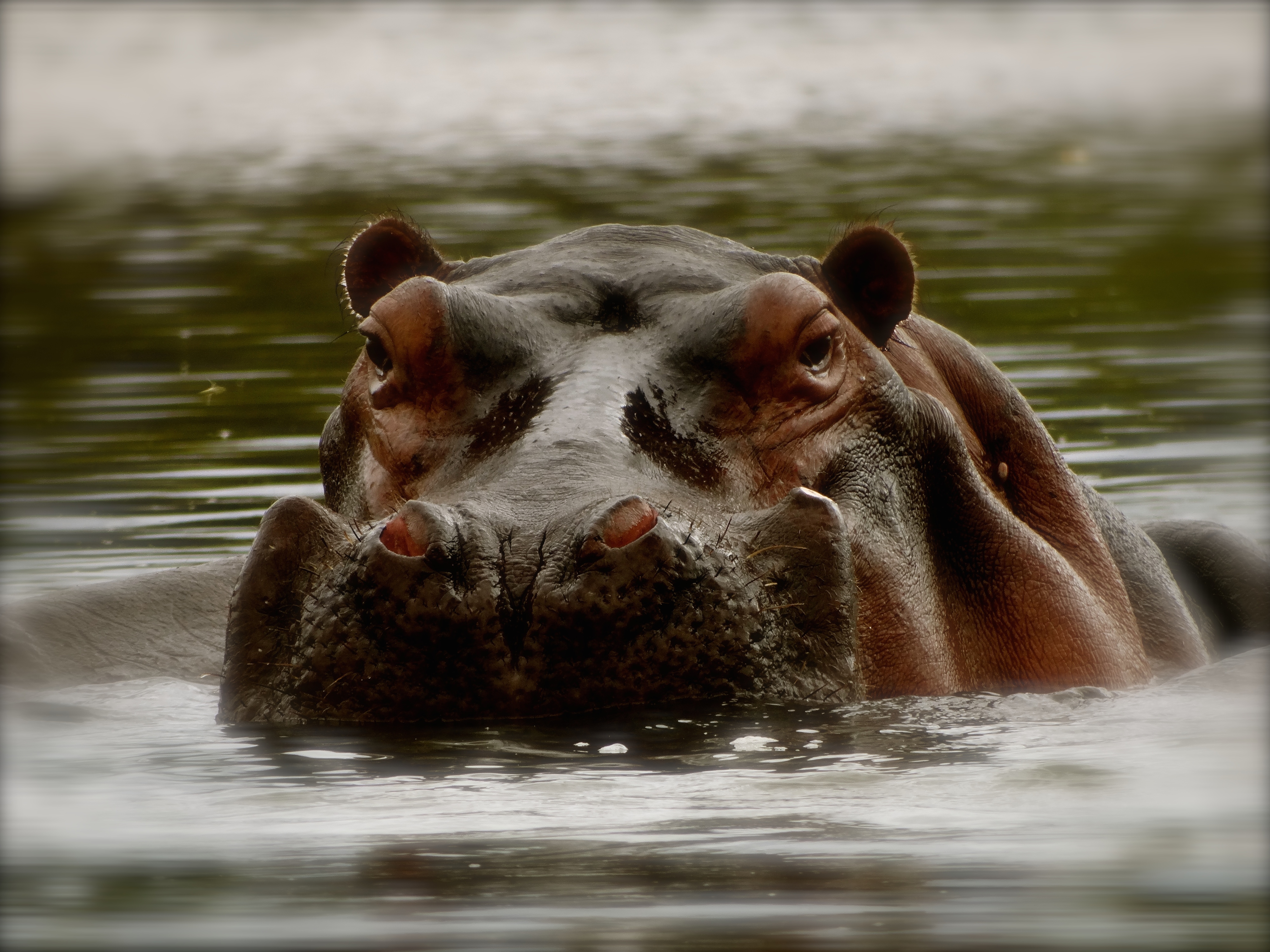 hippo2.JPG