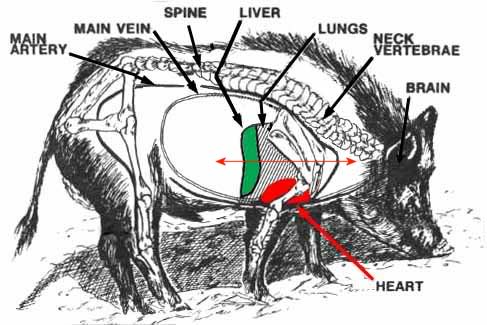 hog-vitals20with20markings.jpg