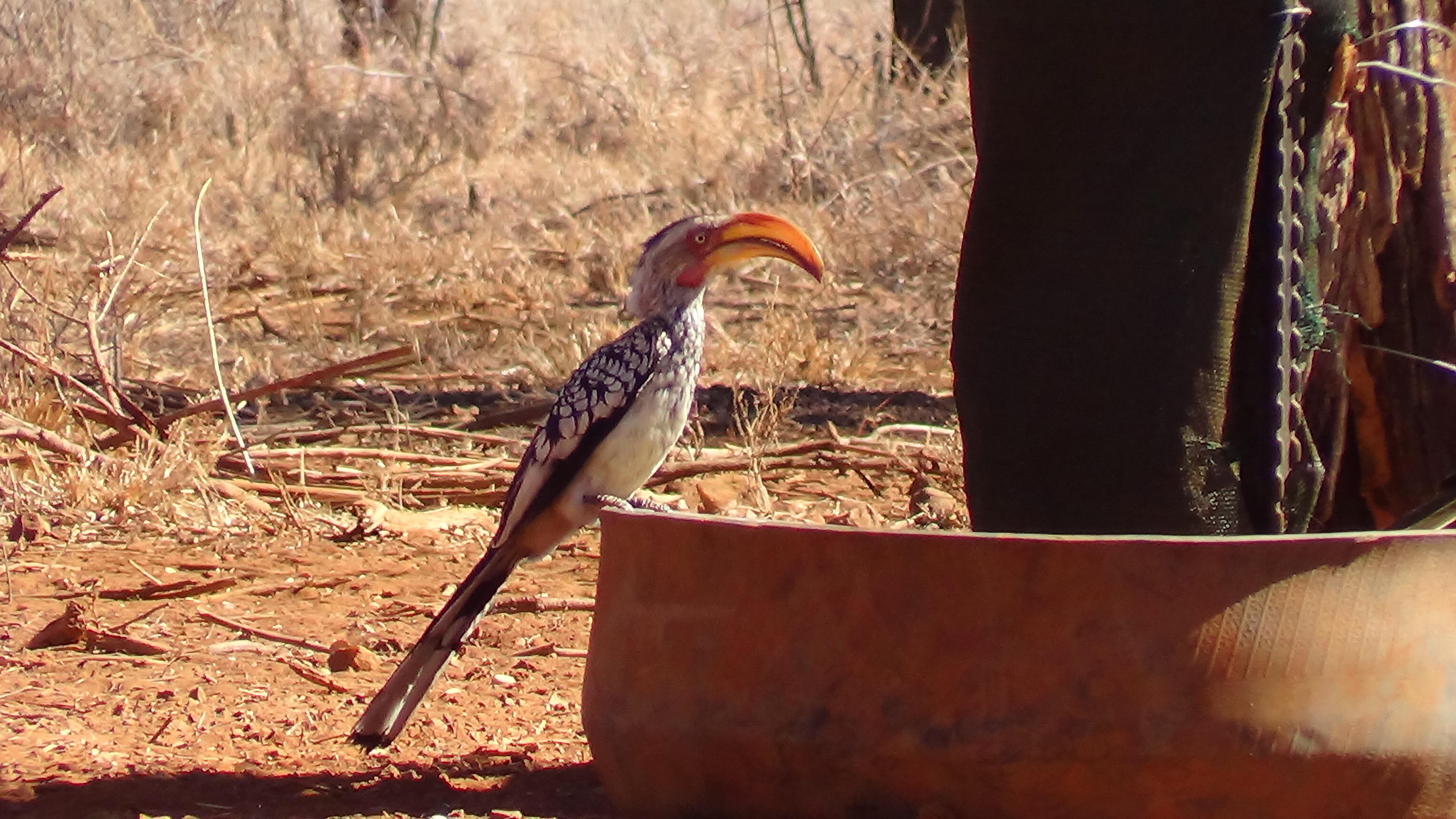 Hornbill.JPG