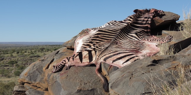 Hunt-namibia-zebra-skin.JPG