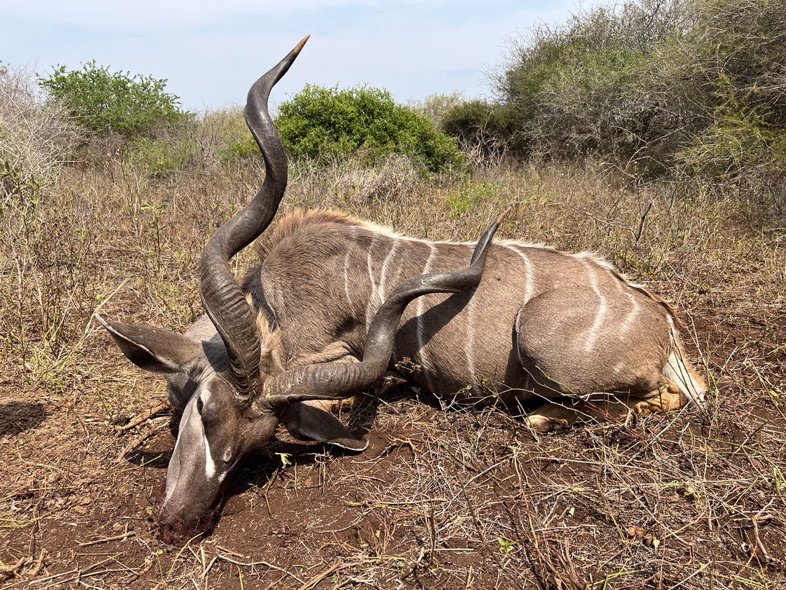 Hunted Kudu.jpeg