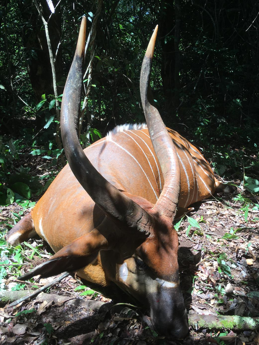 hunting-central-africa-38.jpg