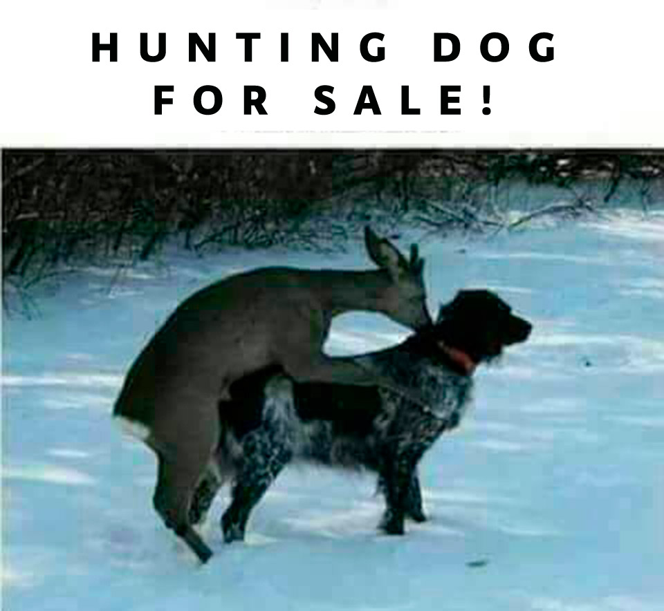 hunting-dog.jpg