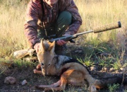 hunting_jackal-731d02f6.jpg