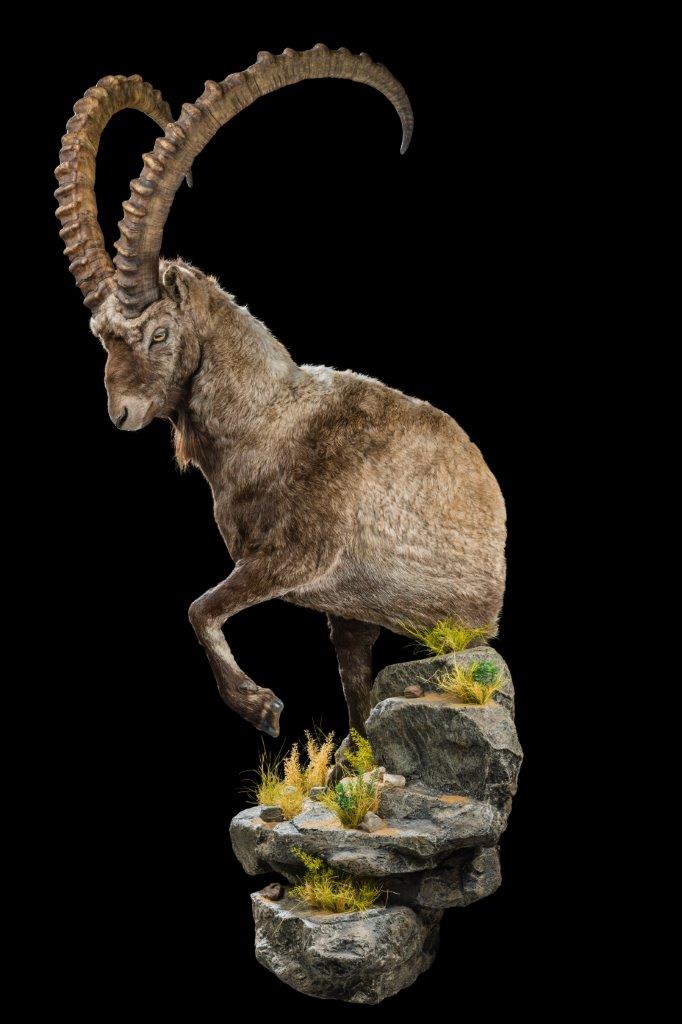 Ibex-Halfmount-HH075.jpg