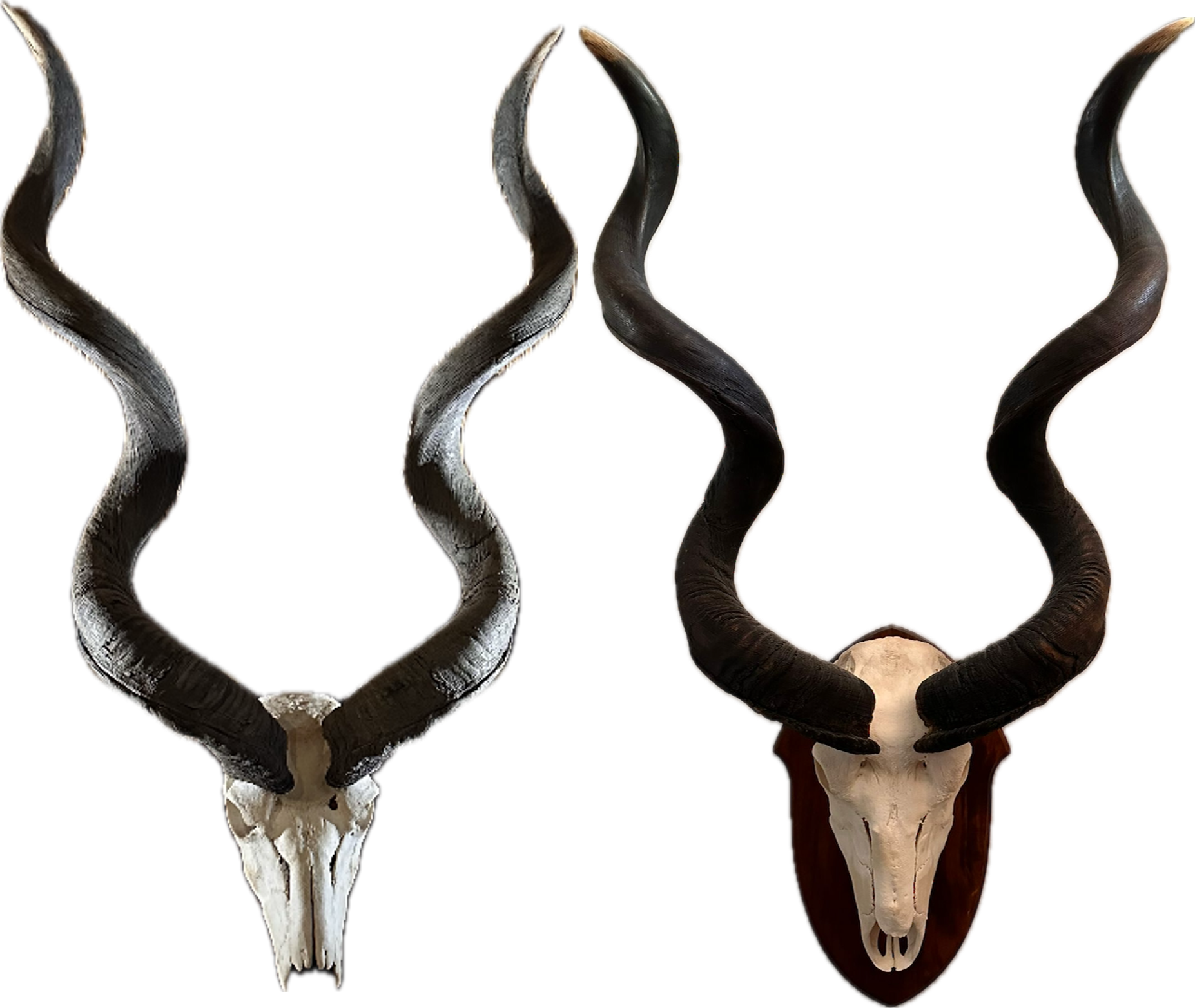 Image 13 Twin Kudus.png