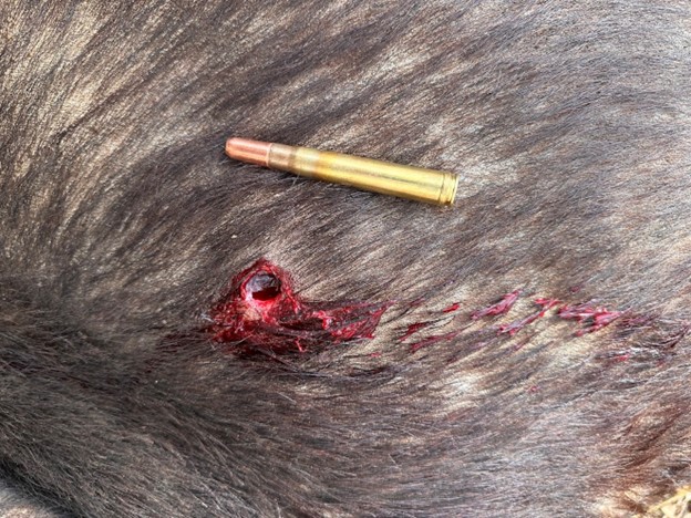 Image 24 Entry wound for the 380-grain Rhino bullet next to an unfired round.jpg