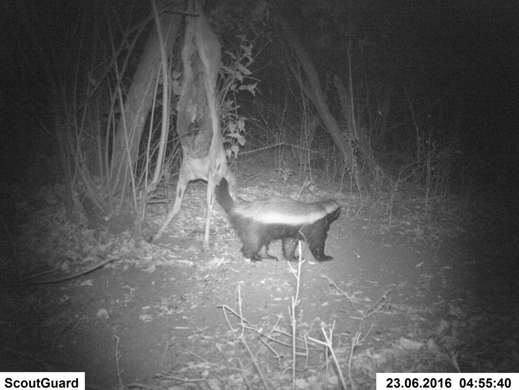 Honey Badger  Wintershoek Safaris