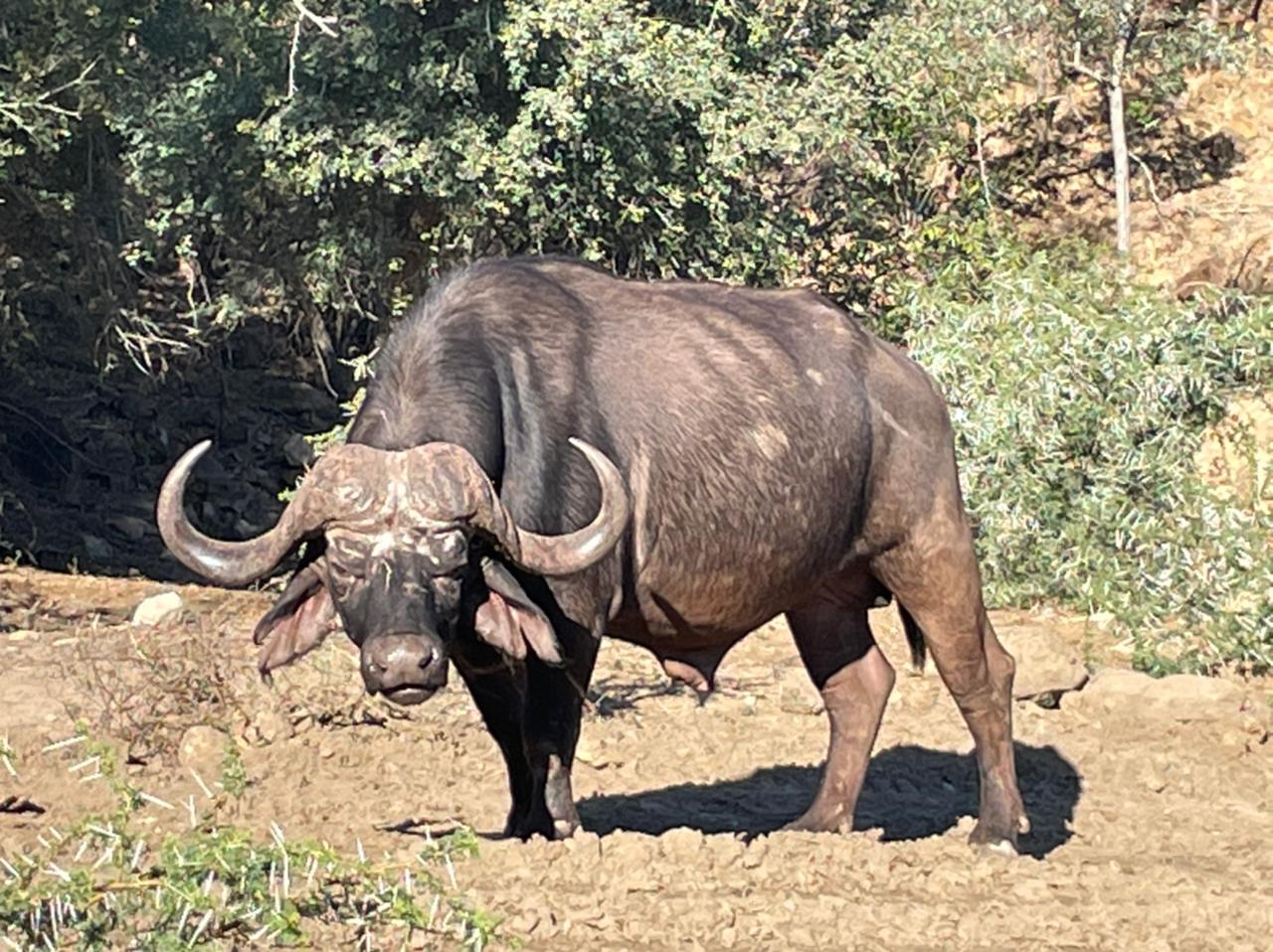 Late Season Cape Buffalo Hunt An Extremely Difficult Hunt