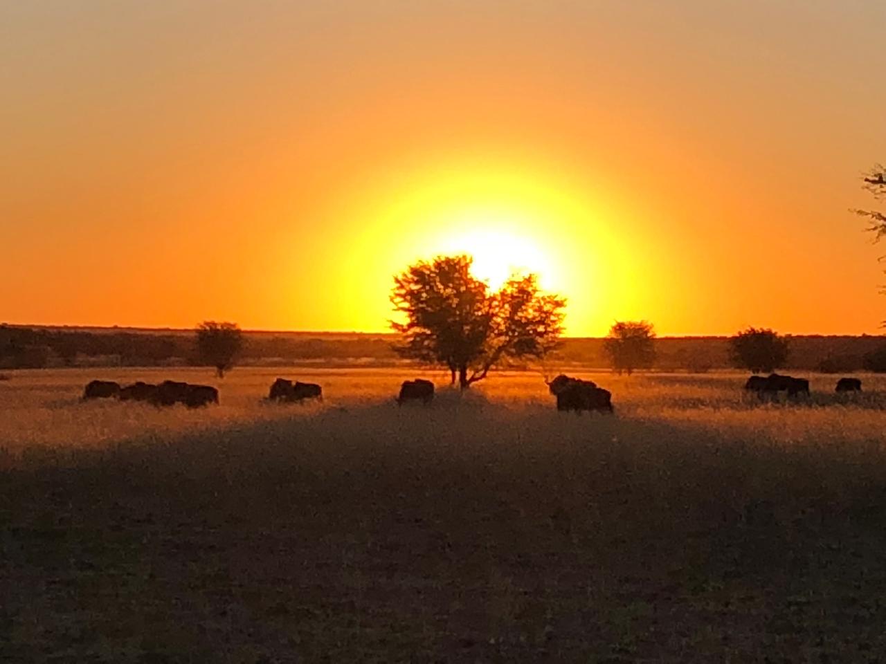 A Buffalo Cow & Wildebeest Hunt Package With EXECUTIVE HUNT AFRICA ...