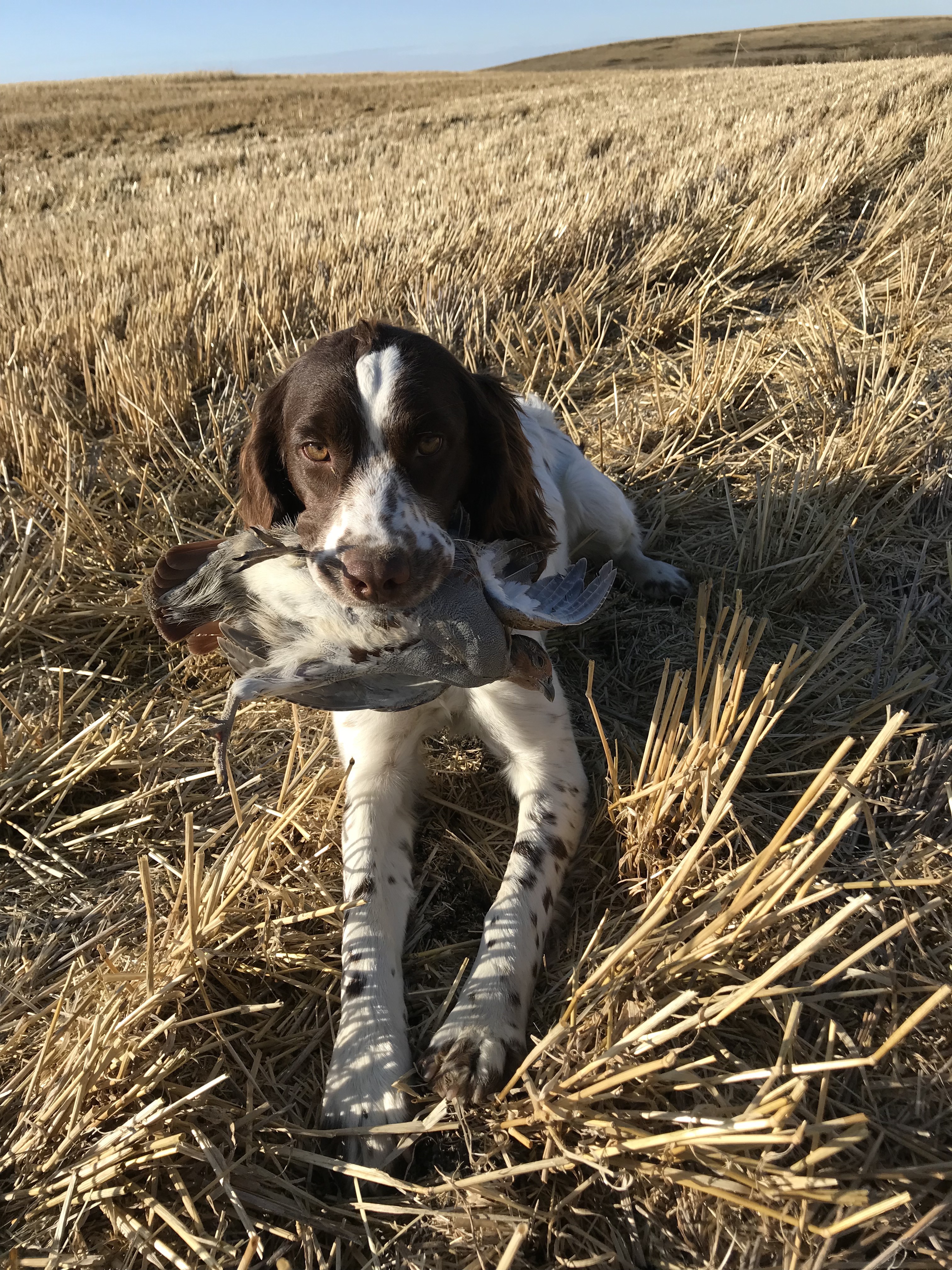 best-upland-bird-dog-africahunting