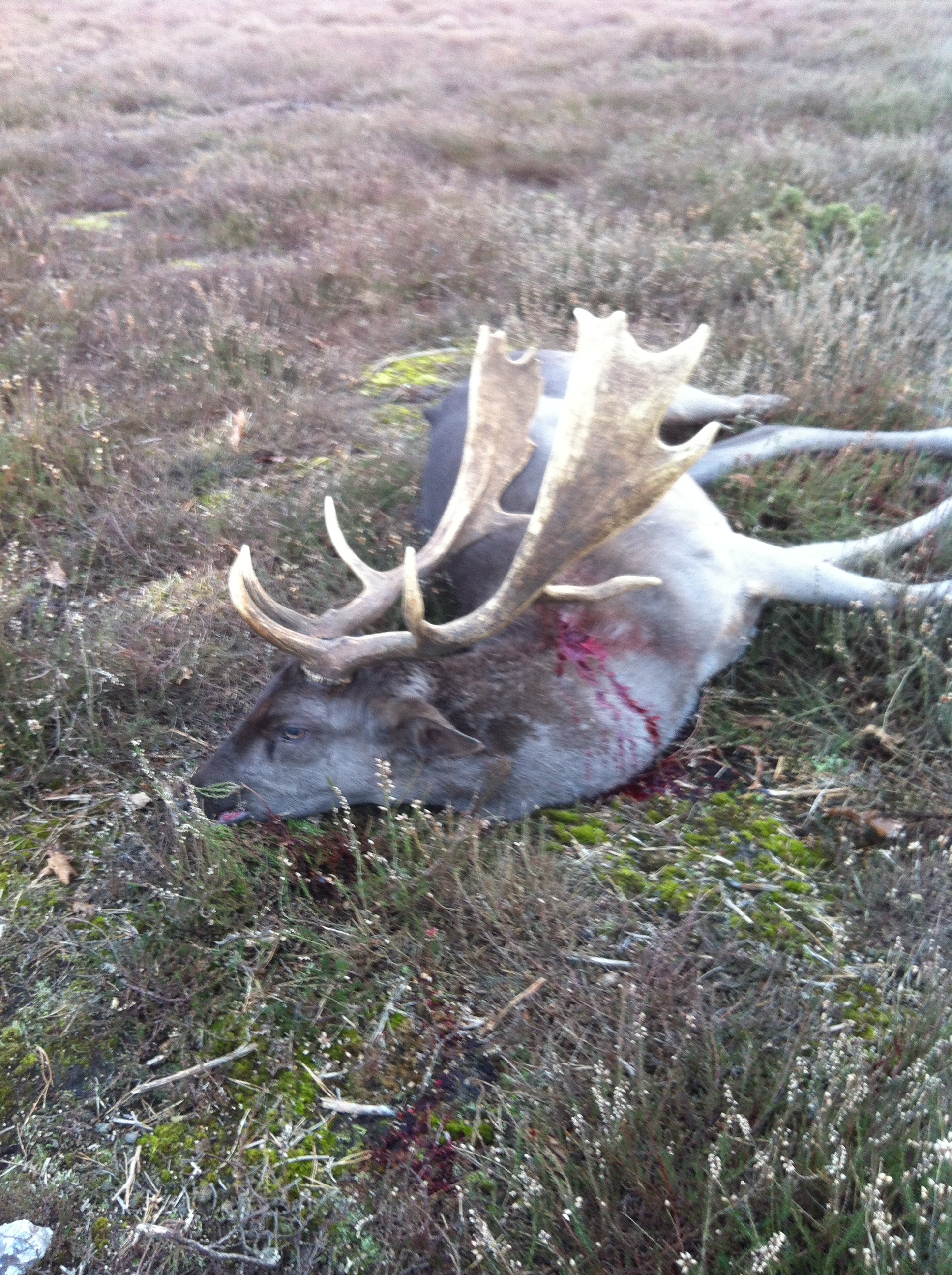 fallow deer in mn