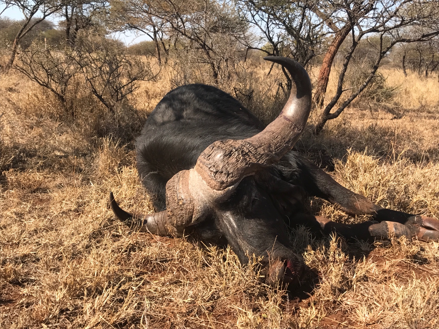 Cape Buffalo Hunting South Africa 2019 | AfricaHunting.com