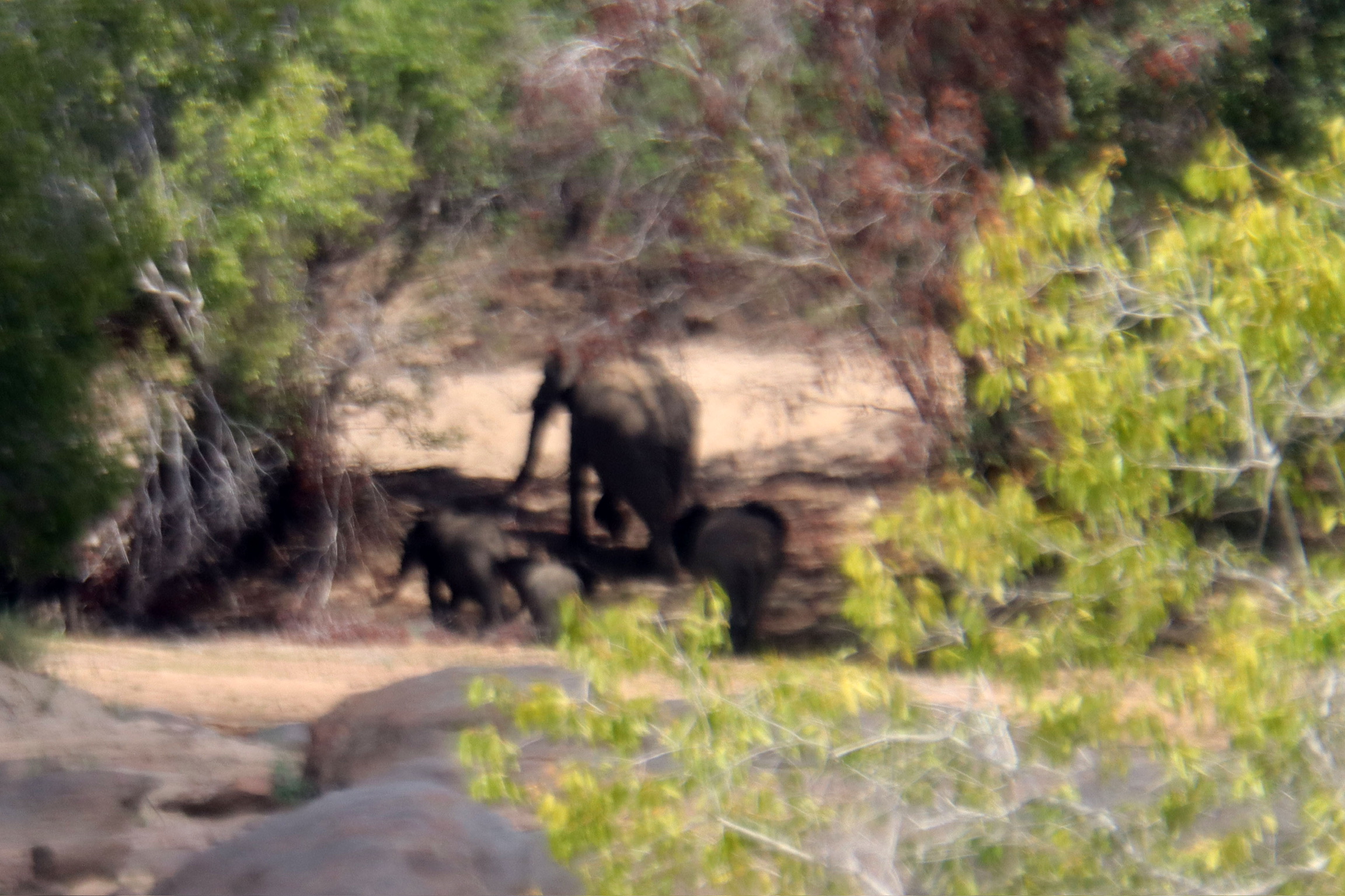 IMG_4544 - ELEPHANTS.jpeg