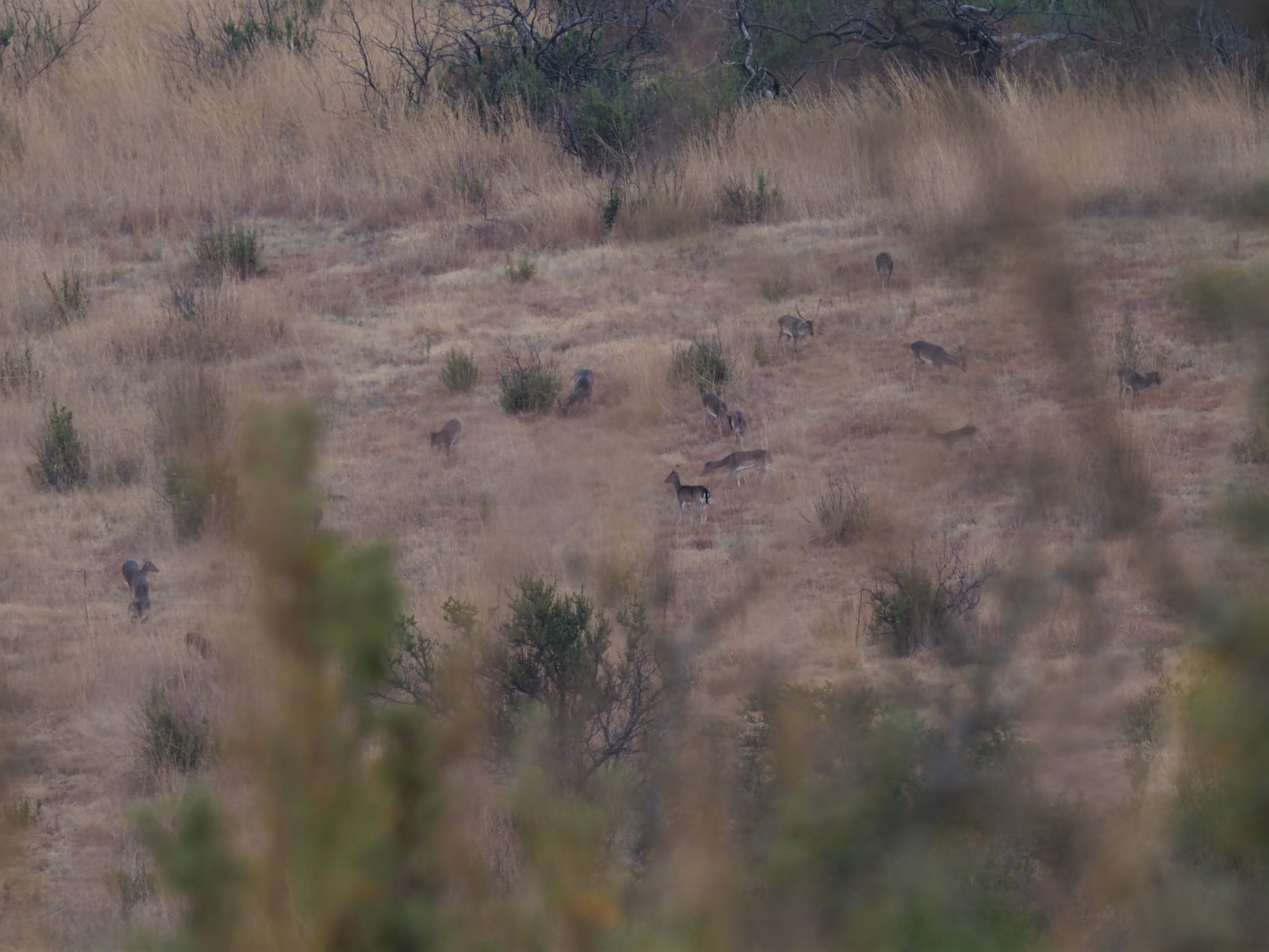 IMG_5601 Fallow herd in open cropped.JPG