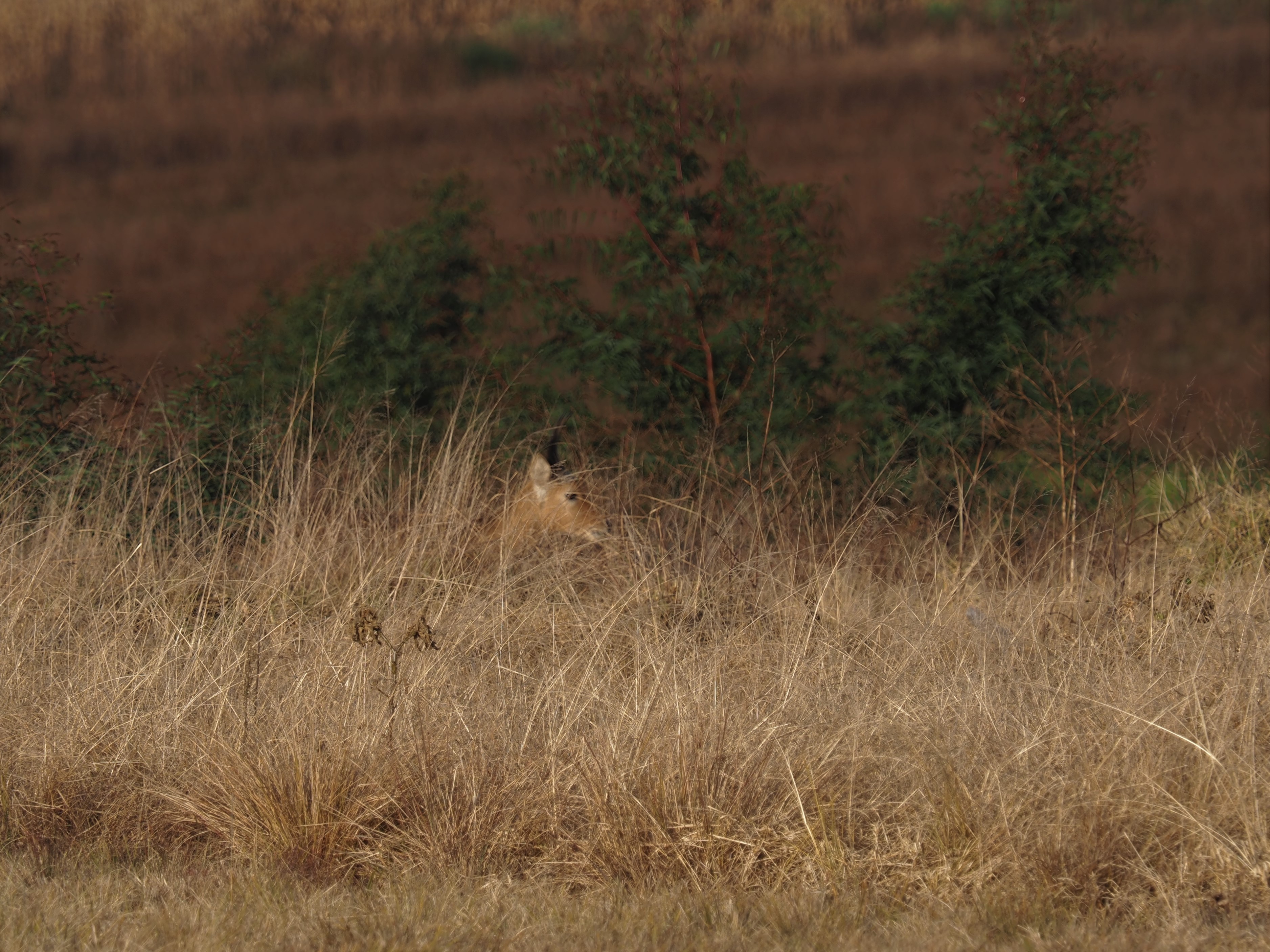 IMG_5855 young reedbuck.JPG