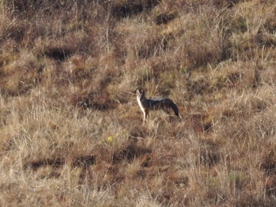 IMG_5923 Jackal Cropped.JPG