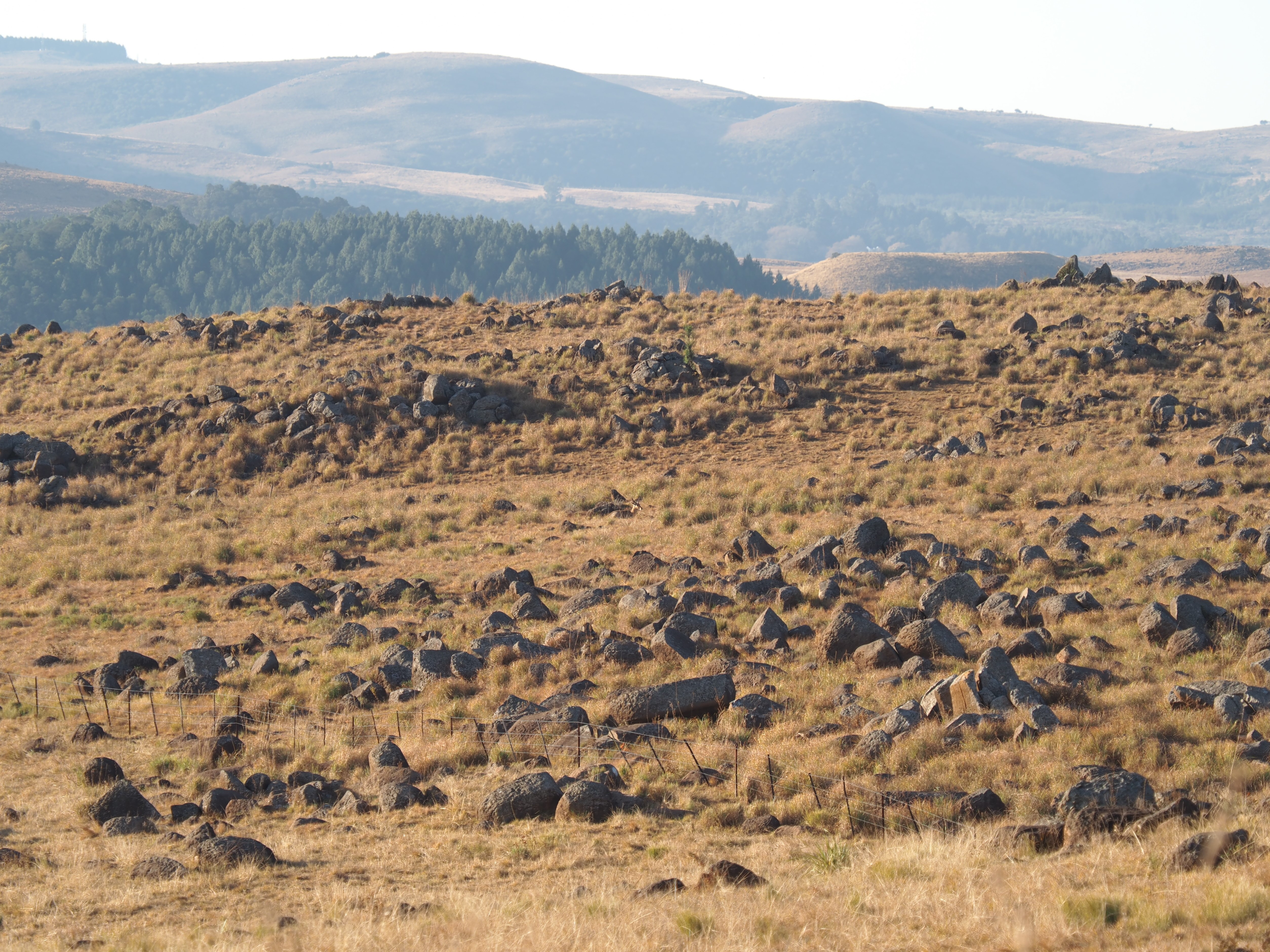 IMG_6082 Reedbuck bedded in hills.JPG