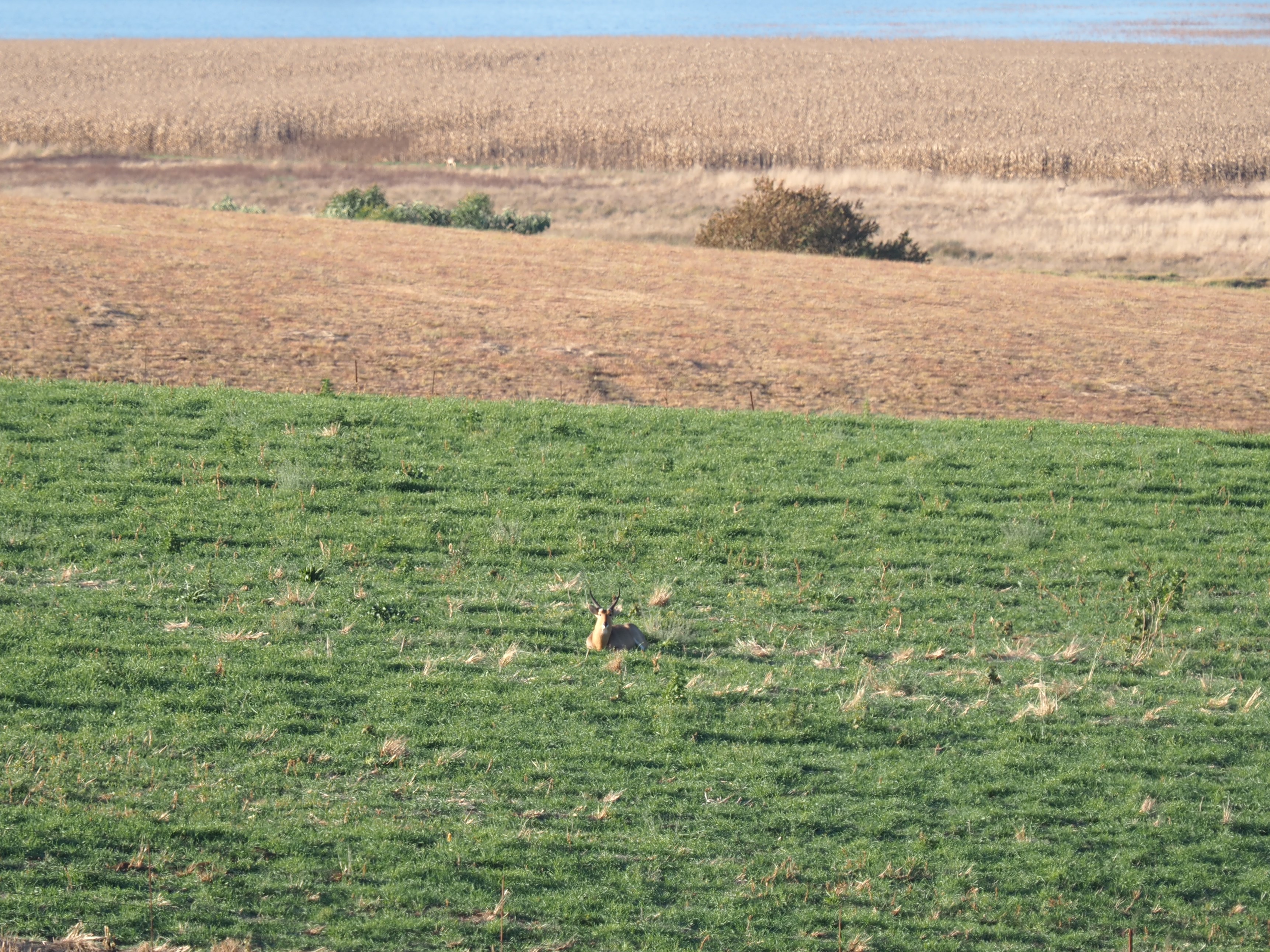 IMG_6292 Buck bedded in another field.JPG