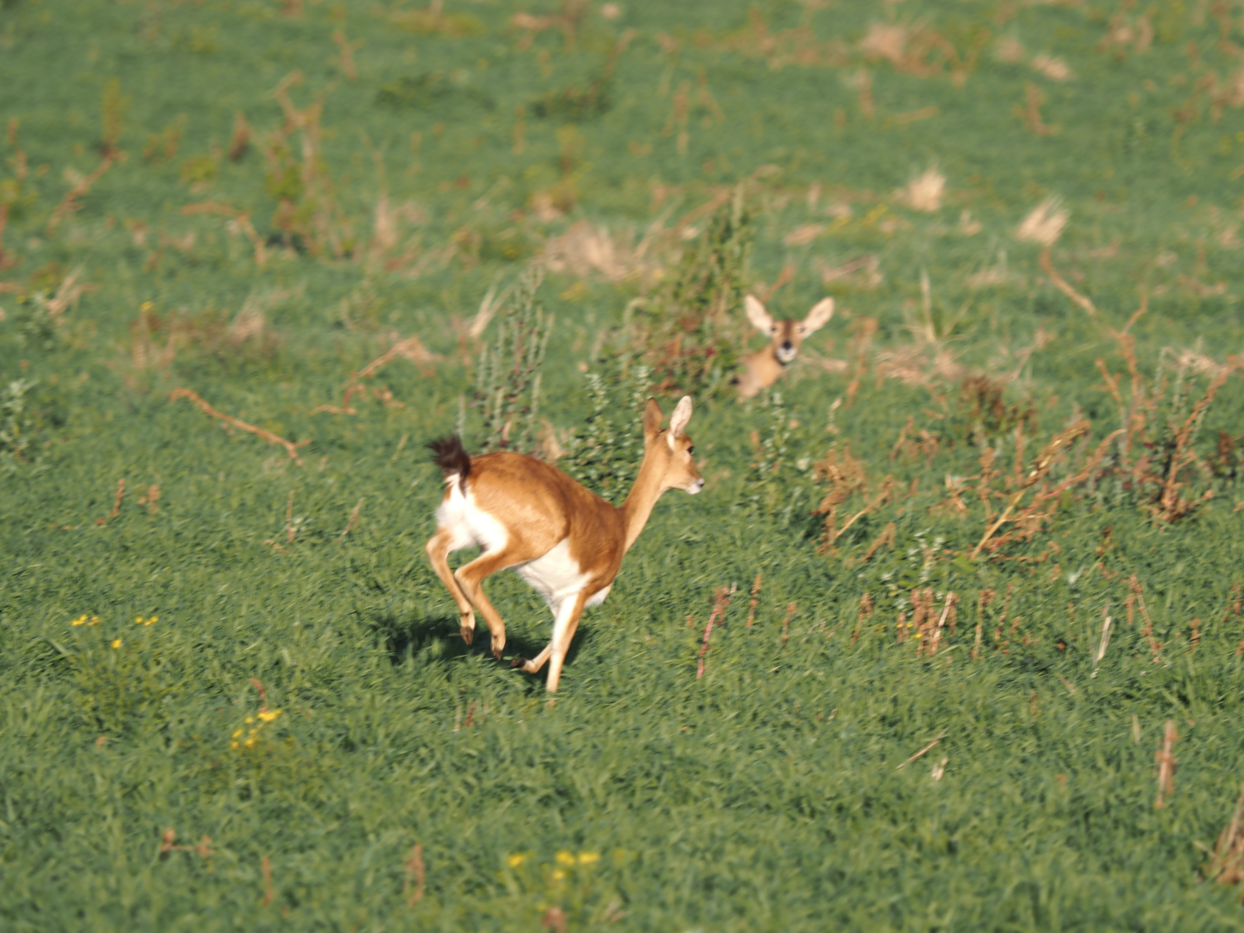 IMG_6294 oribi Ms Reedbuck.JPG