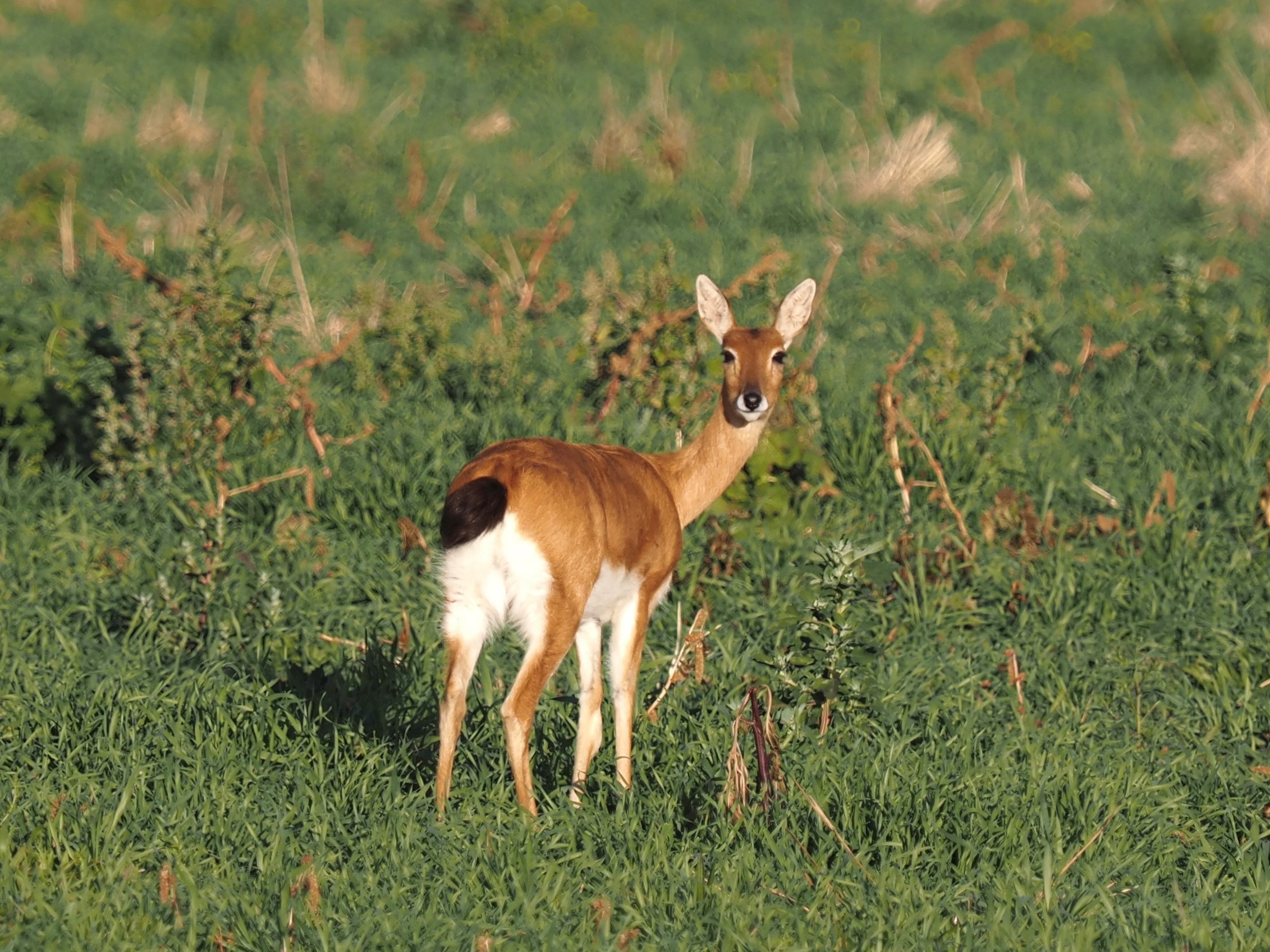 IMG_6299 oribi looking back cropped.JPG