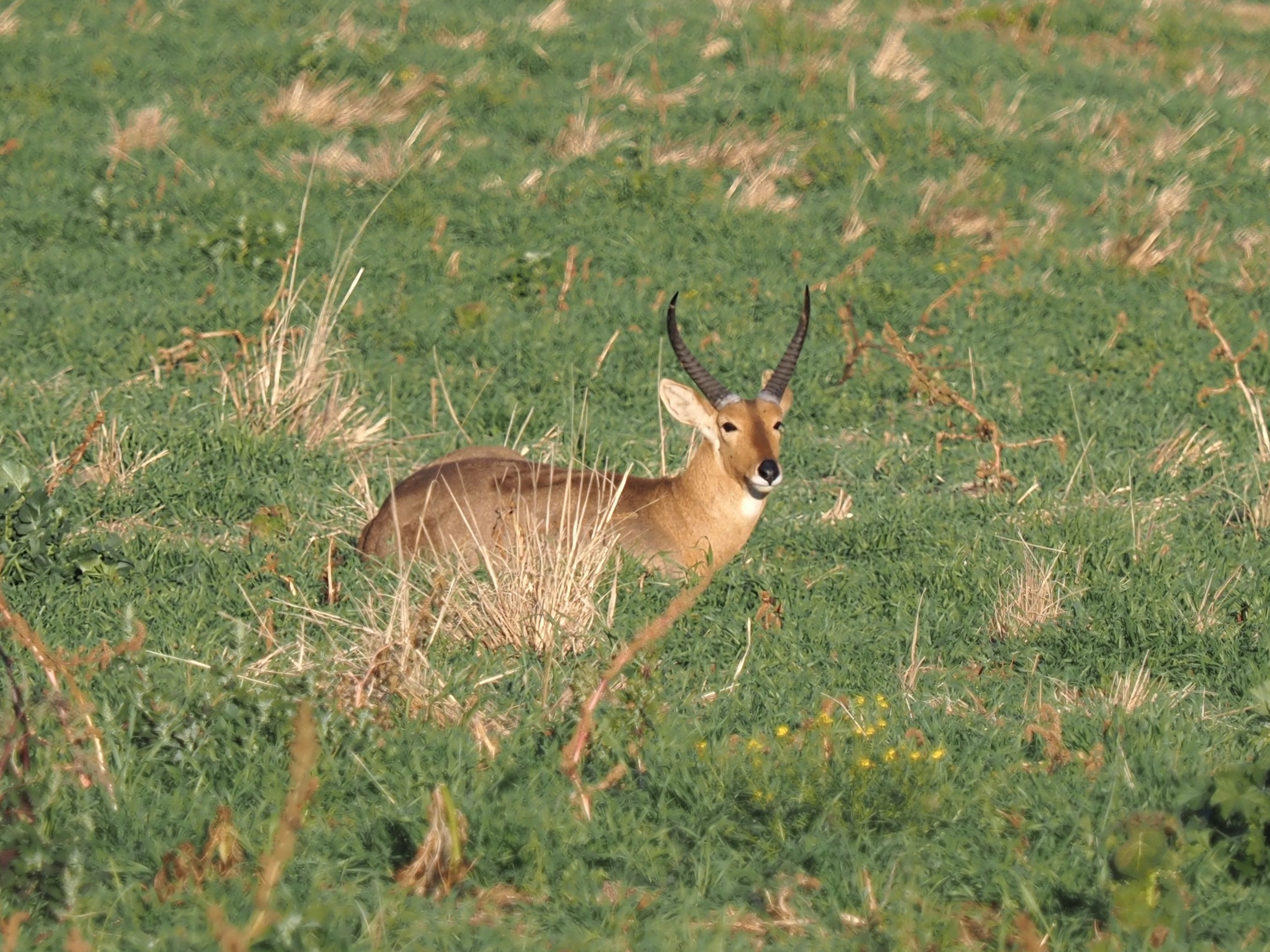 IMG_6302 Another Buck cropped.JPG