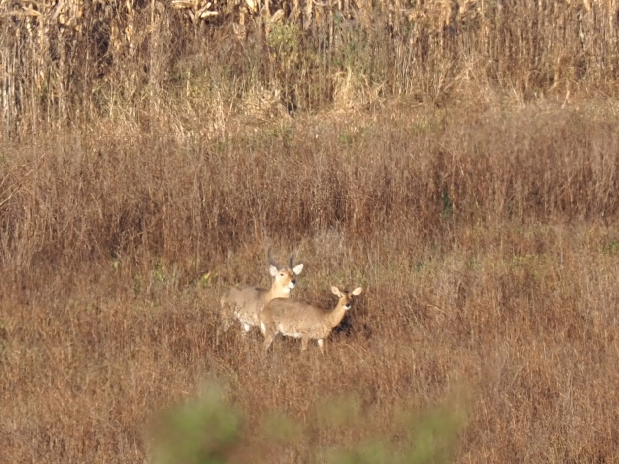 IMG_6308 Buck pushing a doe in the flay.JPG