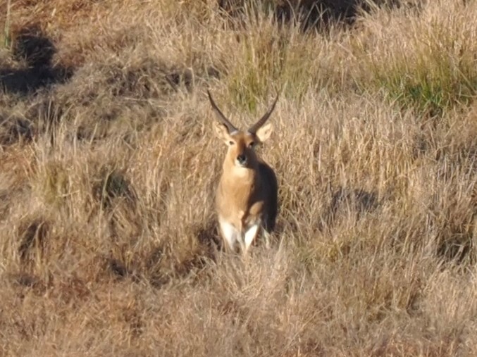 IMG_6310 Nice Buck straight no curve.JPG