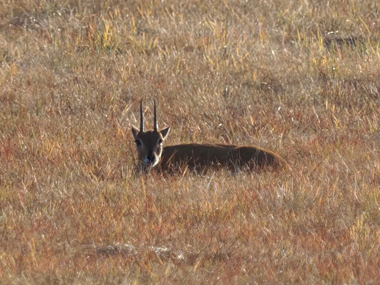 IMG_6312 Oribi Ram hiding.JPG