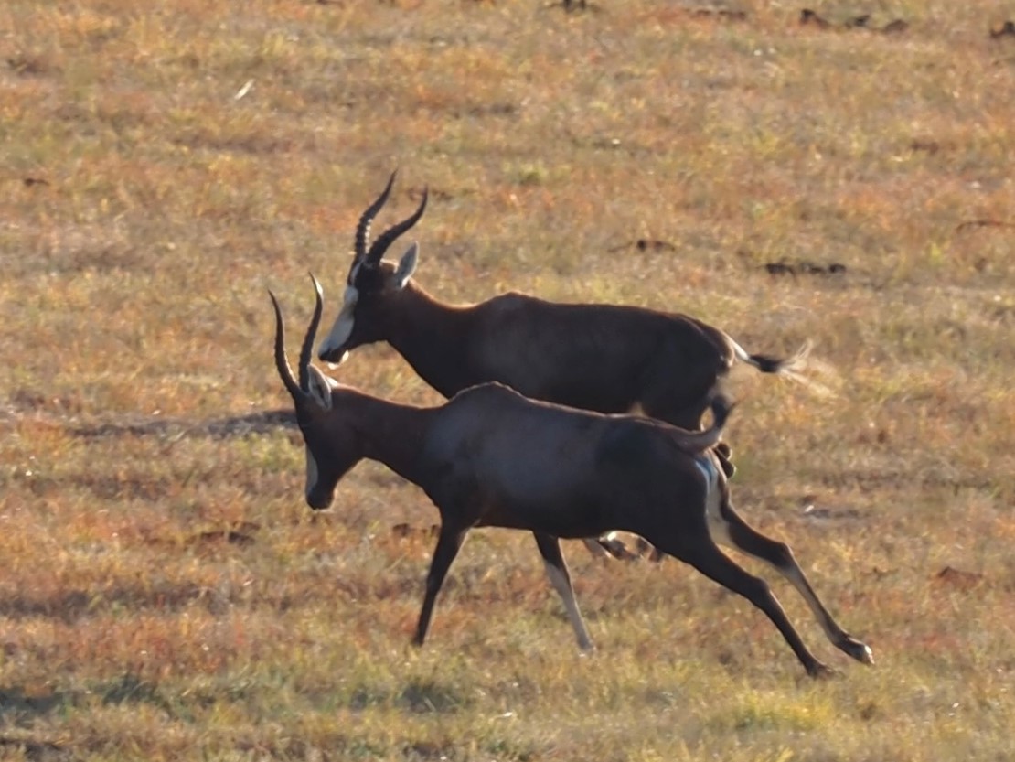 IMG_6316 Blesbok Rams Cropped.JPG