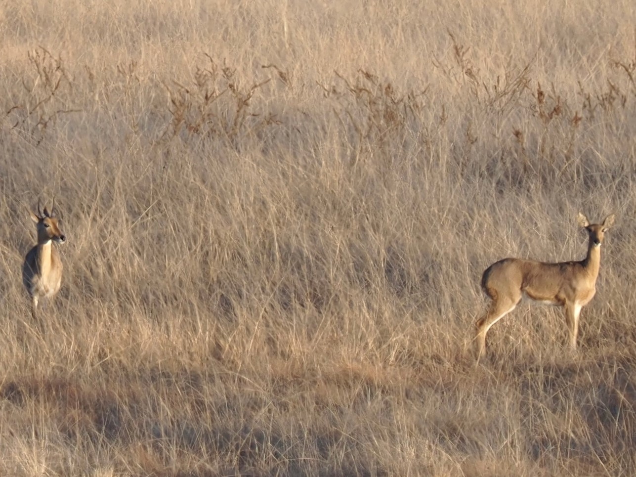 IMG_6322 Young Reedbuck in the flay.JPG