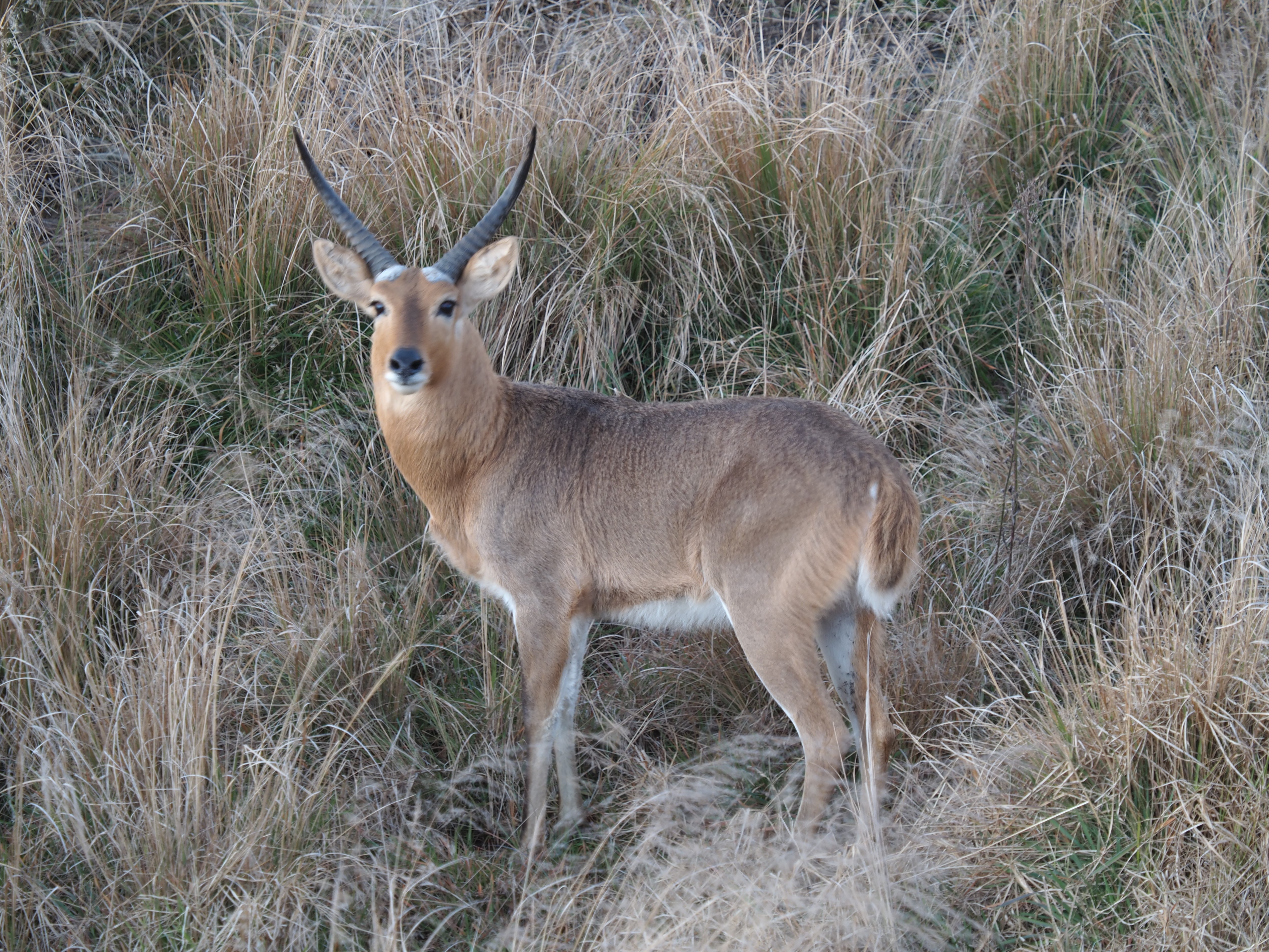 IMG_6357 Solid Buck.JPG