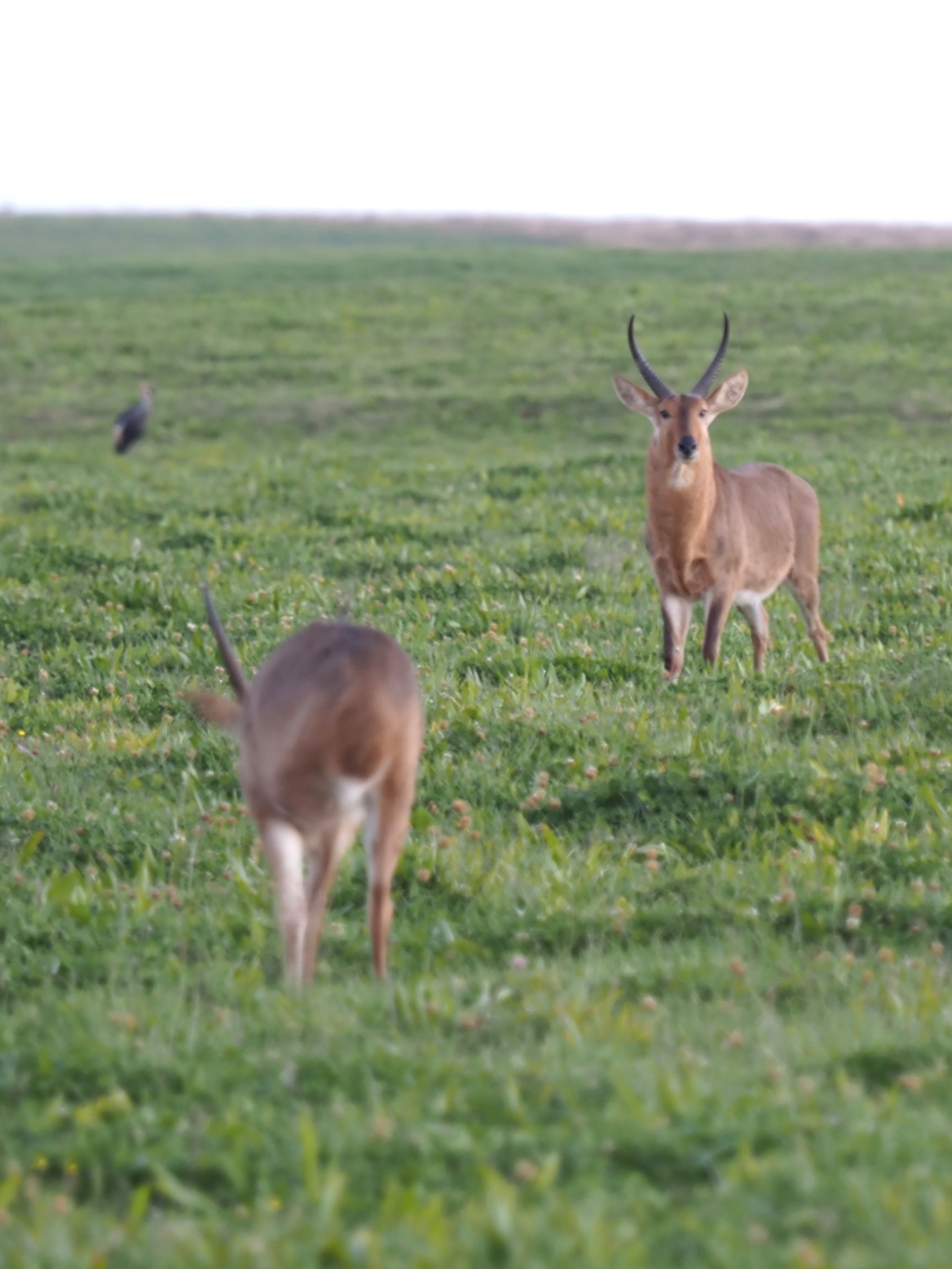 IMG_6363 Couple of youngsters squaring off.JPG