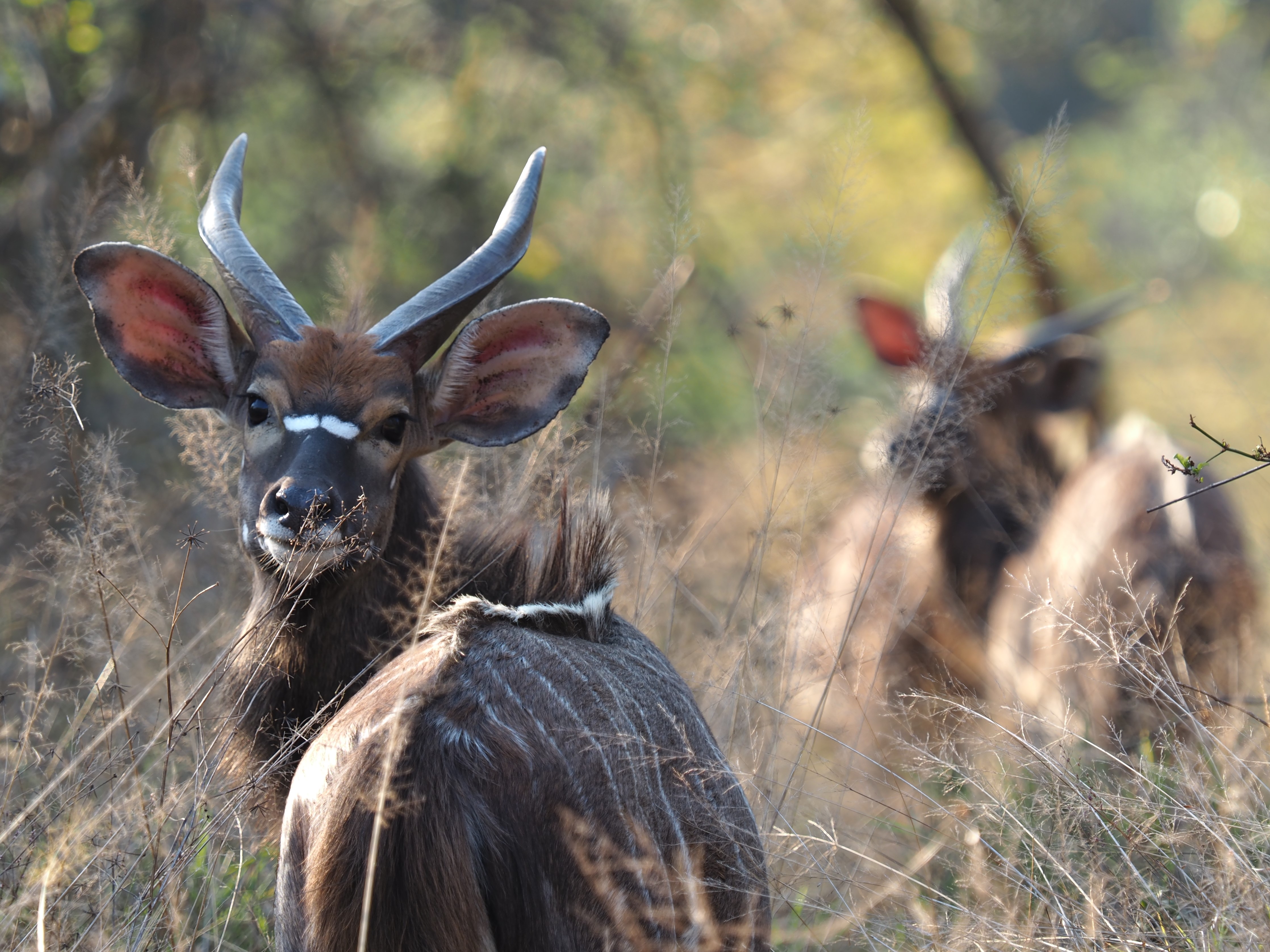 IMG_6380 Young bulls.JPG