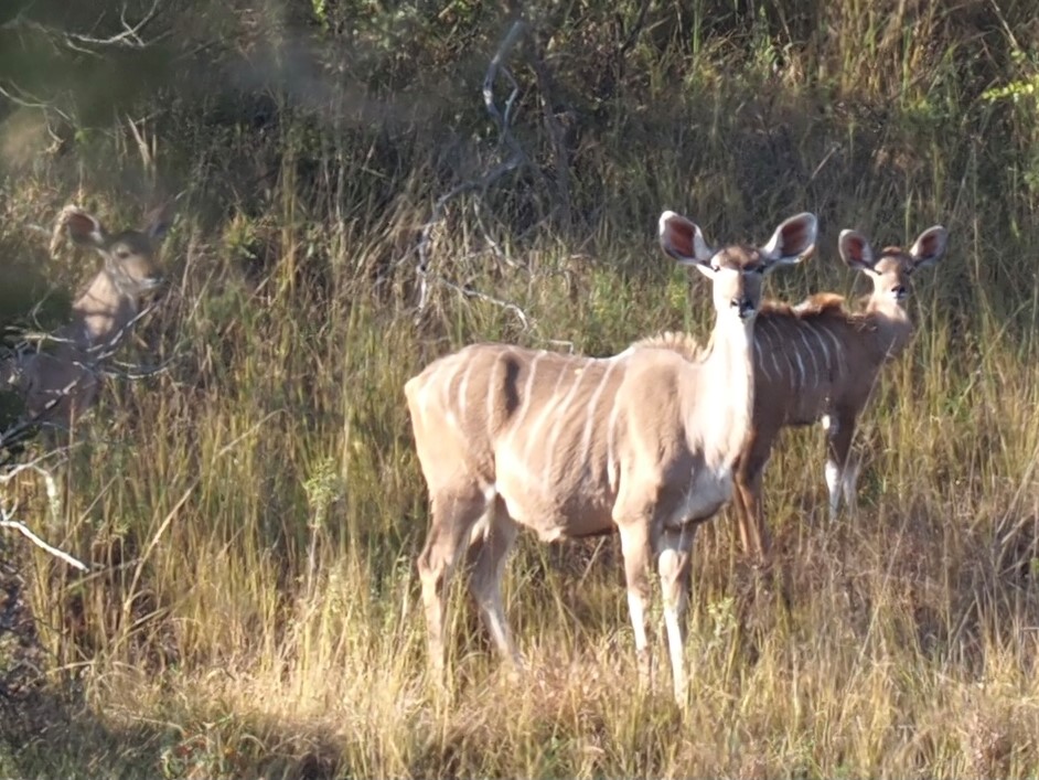 IMG_6399 Momma Kudu and her youngsters.JPG