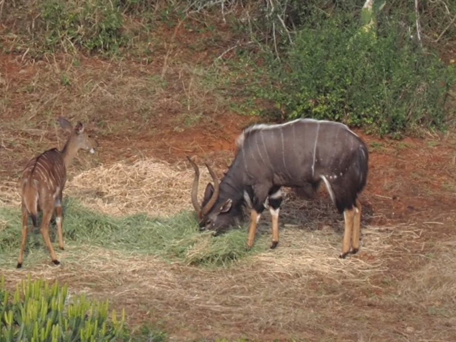 IMG_6430 Nyala Bull.JPG